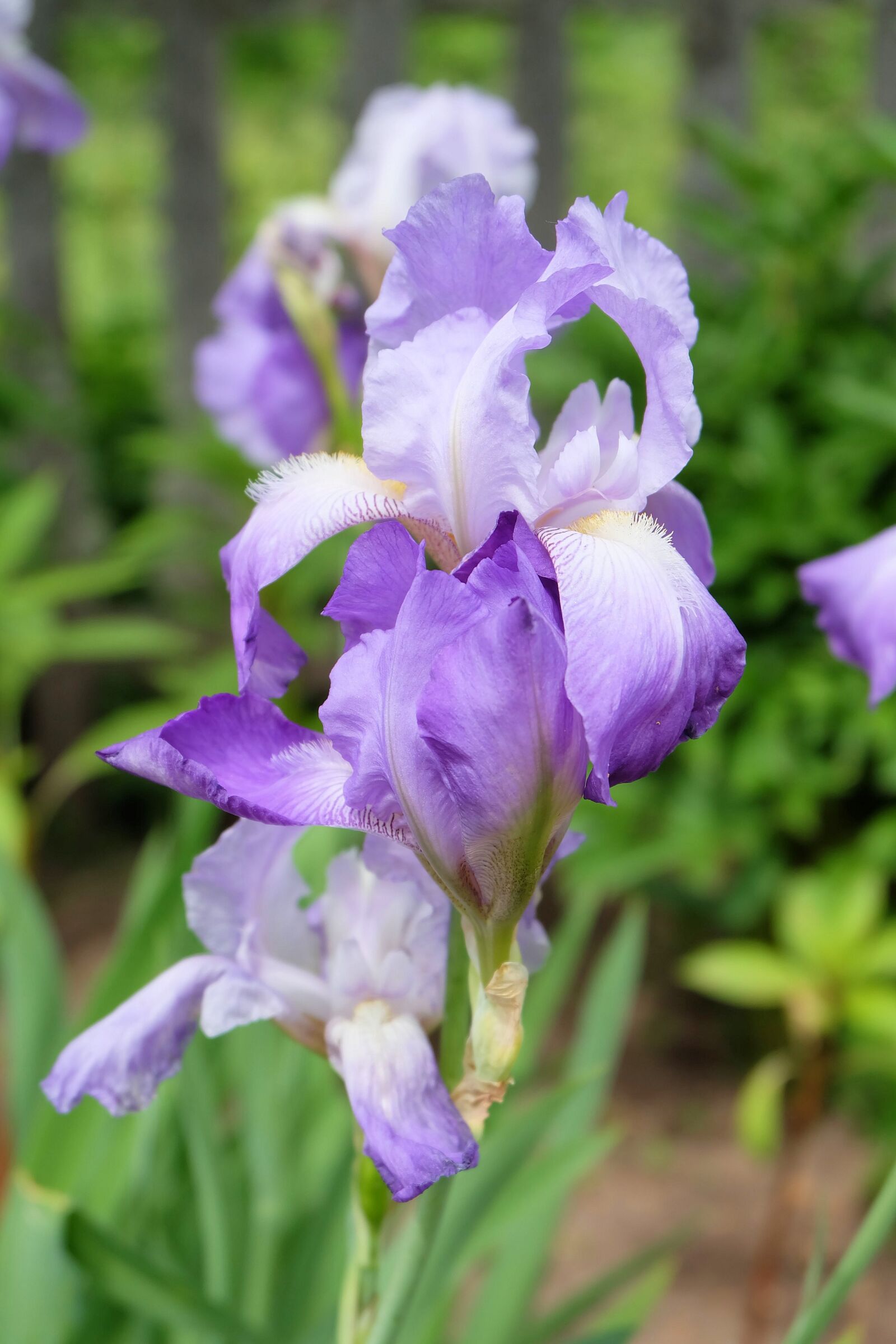 Fujifilm X-A2 + Fujifilm XC 16-50mm F3.5-5.6 OIS II sample photo. Flowers, iris, beautiful flower photography