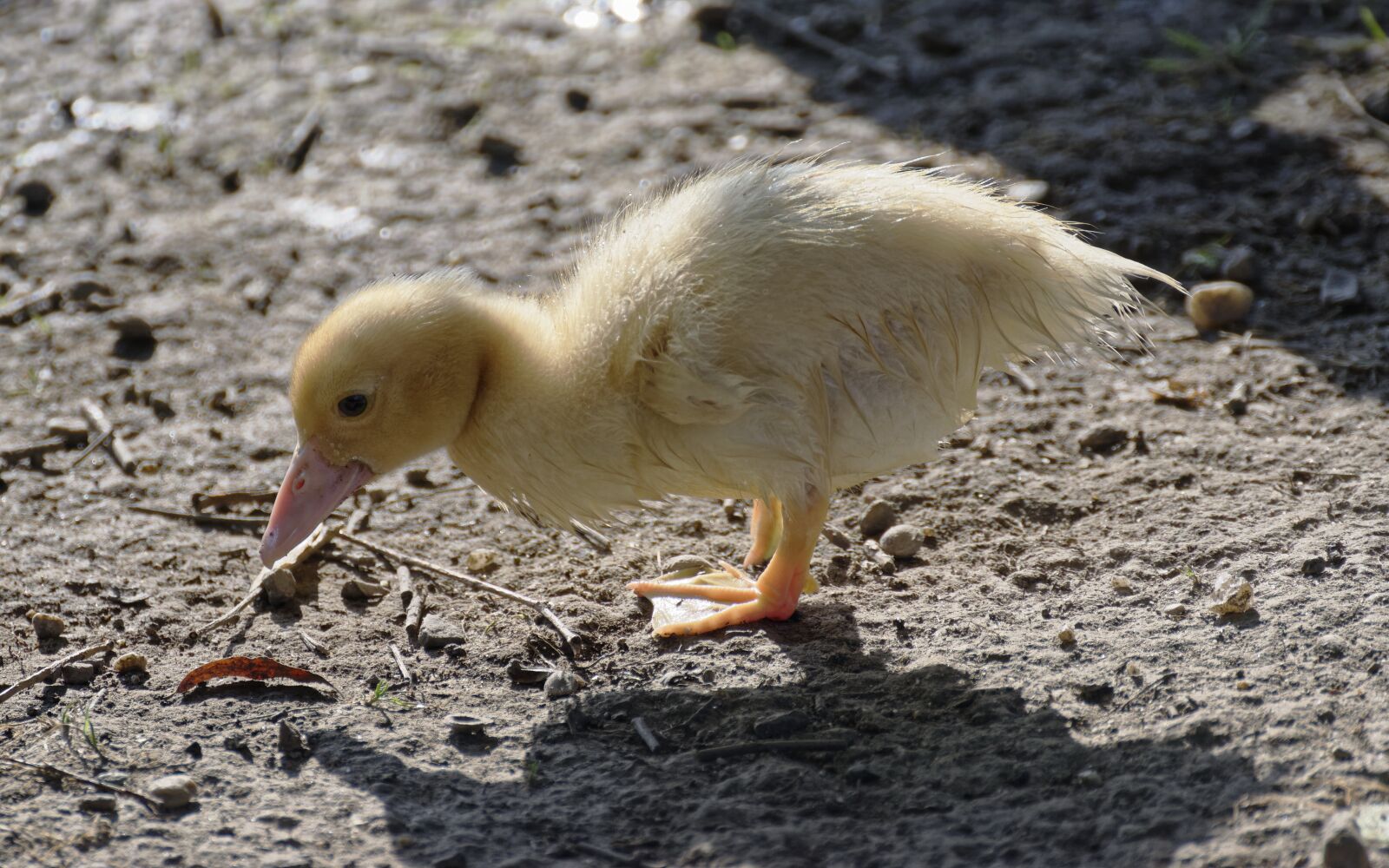 Nikon D5300 sample photo. Duck, chicken, bird photography