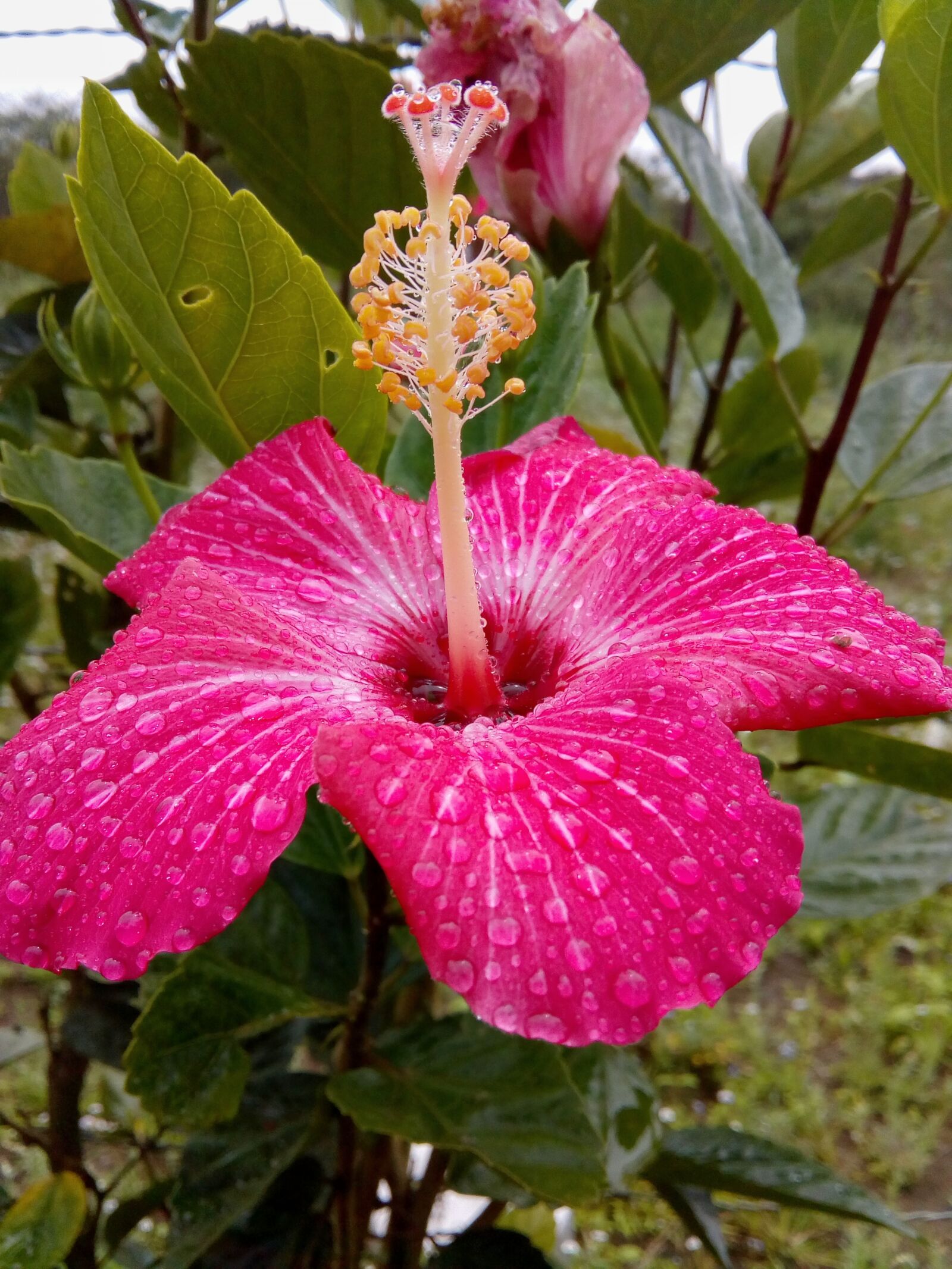 Motorola Moto C Plus sample photo. Bell, flower, flower, hibiscus photography