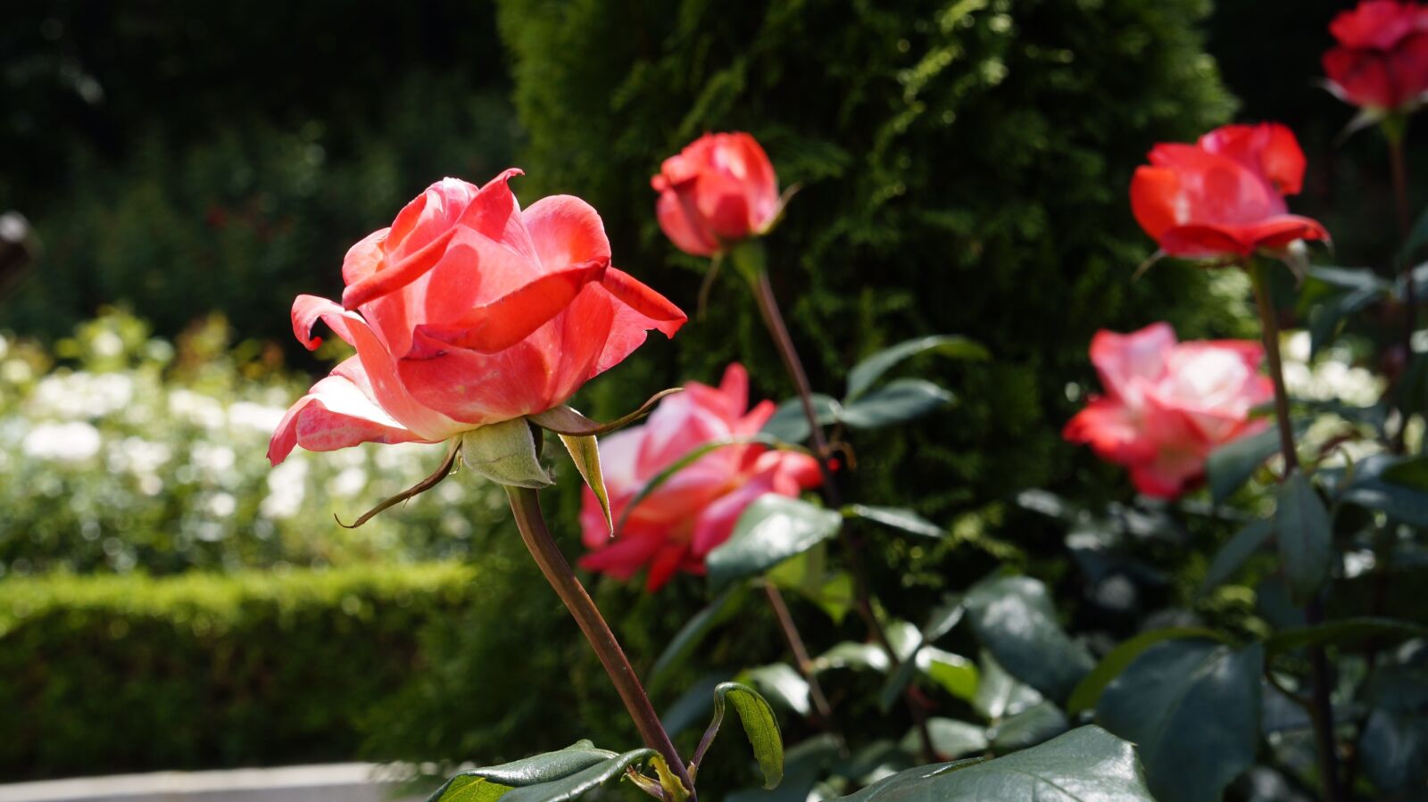Sony Alpha NEX-5R sample photo. Rose, flowers, romantic photography