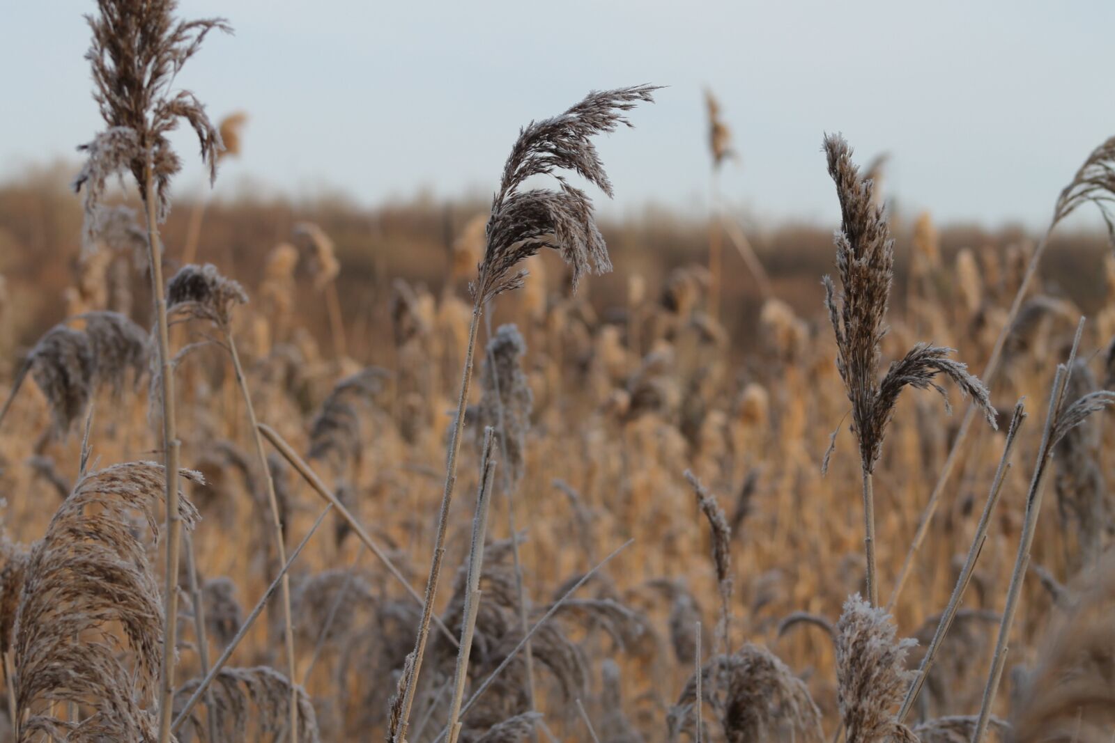 Canon EF 75-300mm f/4-5.6 sample photo. Autumn, nature, recreation area photography