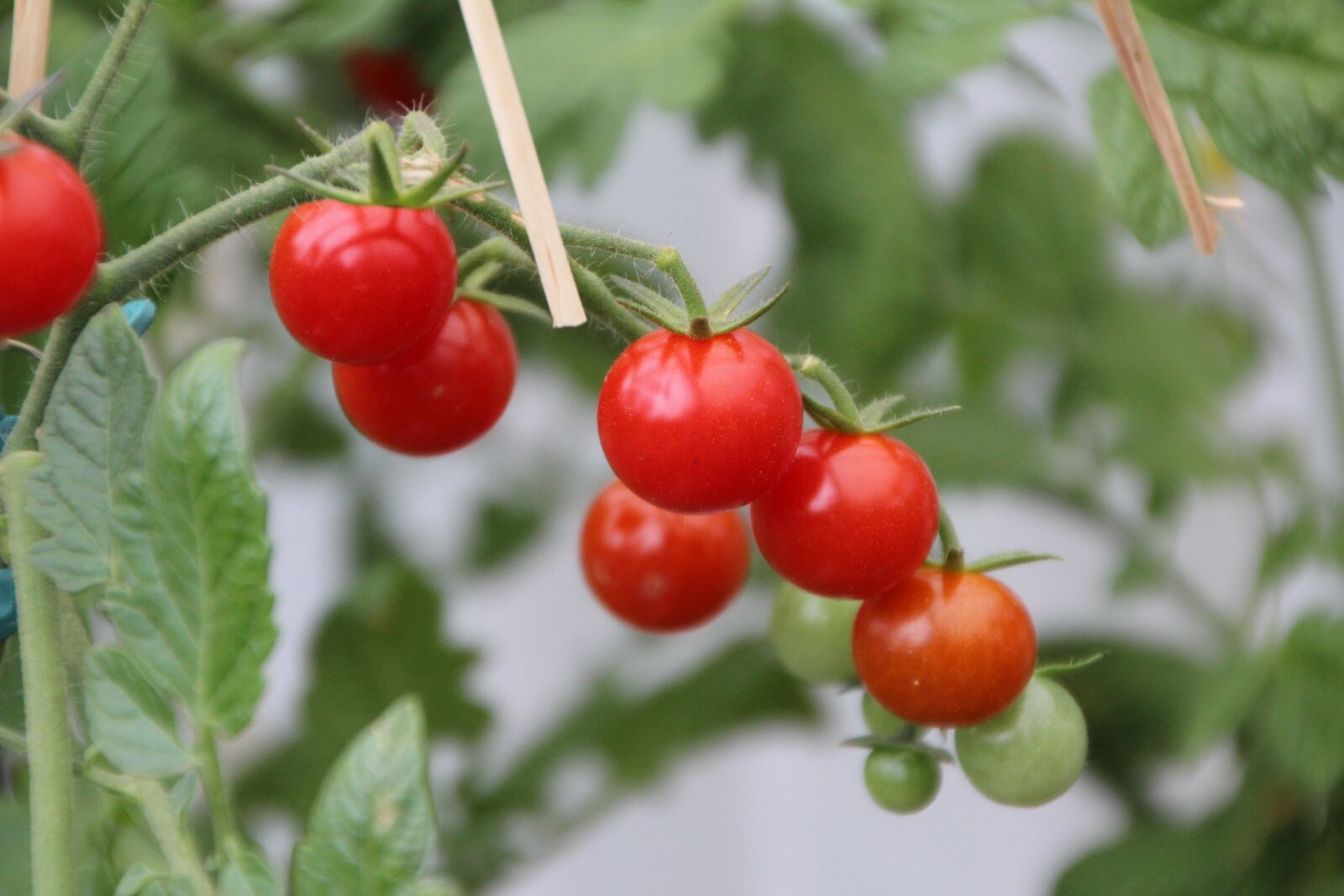 Canon EOS 600D (Rebel EOS T3i / EOS Kiss X5) sample photo. Tomatoes, cherry tomatoes, tomato photography