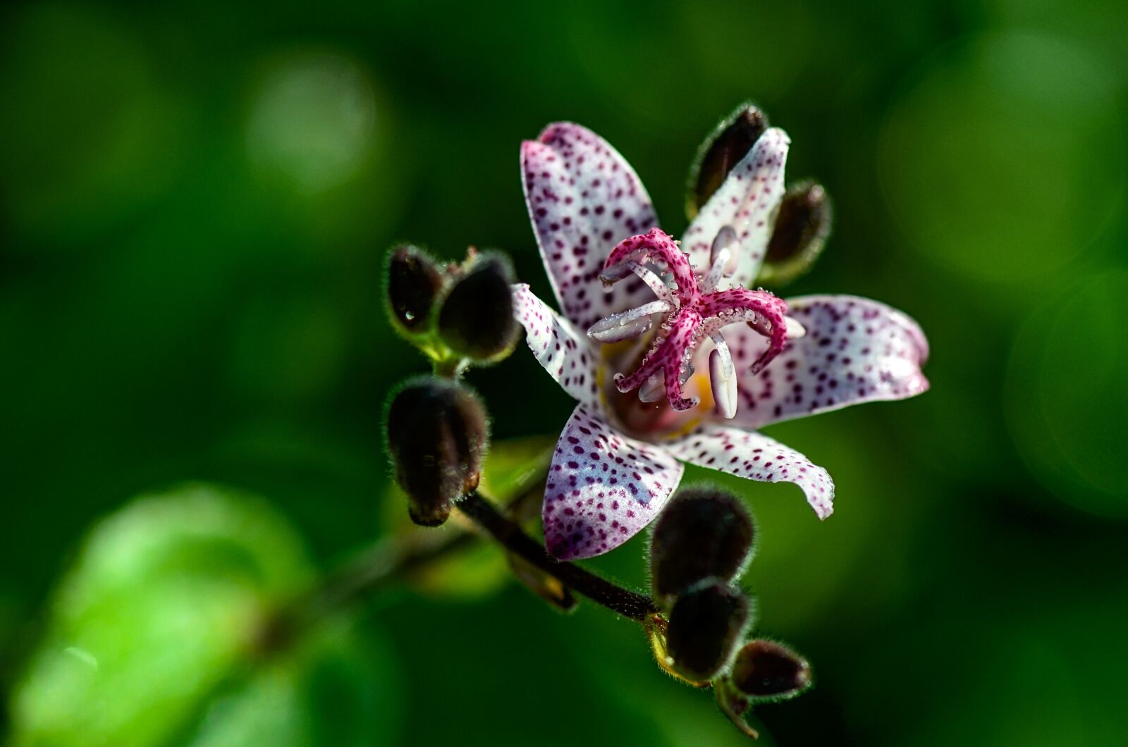 Nikon D7000 sample photo. Tricyrtis hirta, flower, flower photography