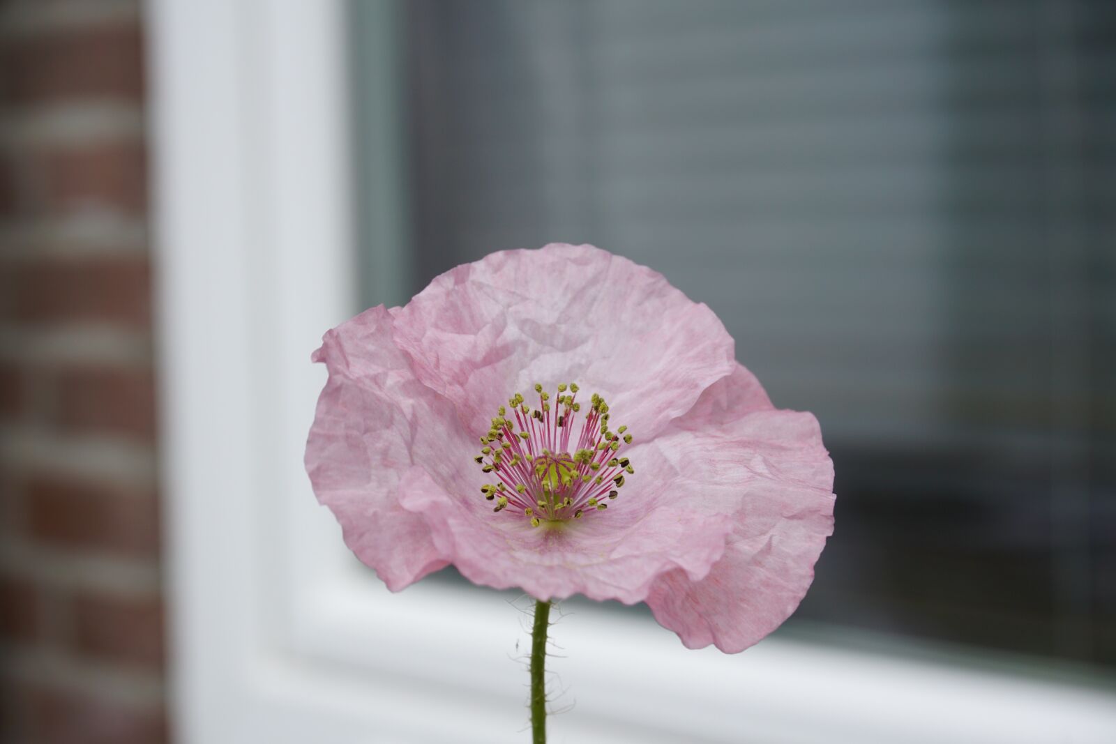 Sony E 16-50mm F3.5-5.6 PZ OSS sample photo. Flower, pink, plant photography