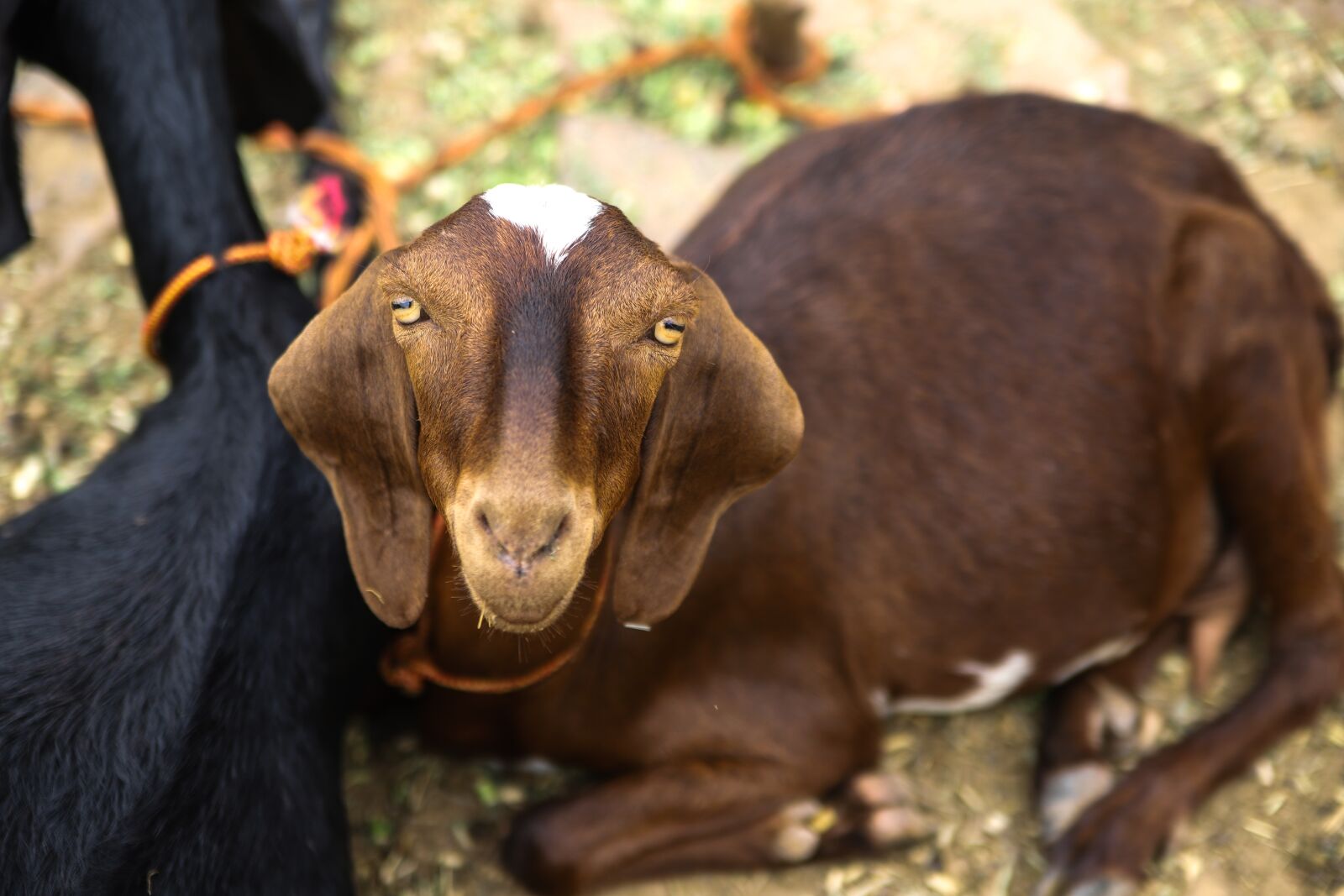 Canon EOS 6D Mark II sample photo. Goat, funny, animal photography