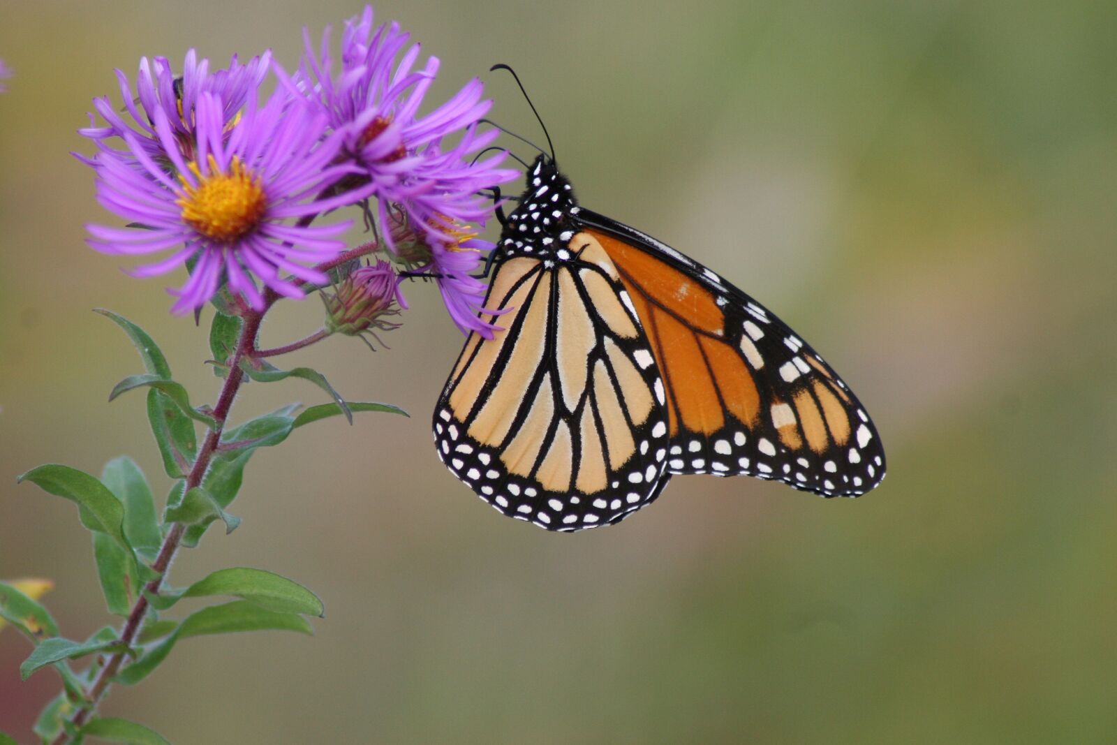 Canon EOS 20D sample photo. Butterfly, monarch, flower photography