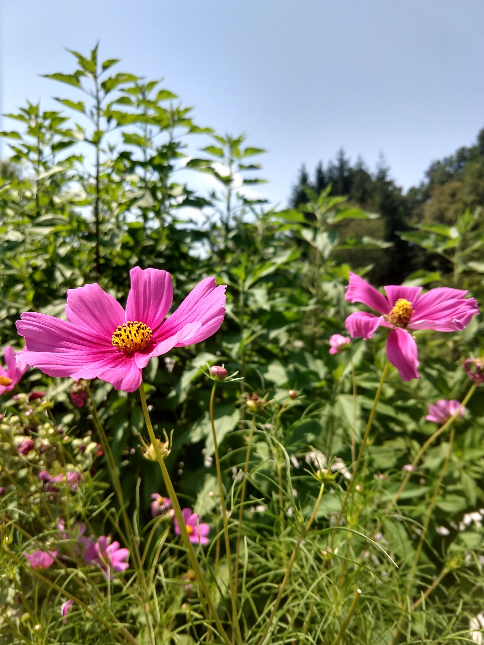 Motorola moto x4 sample photo. Flower, violet, garden photography