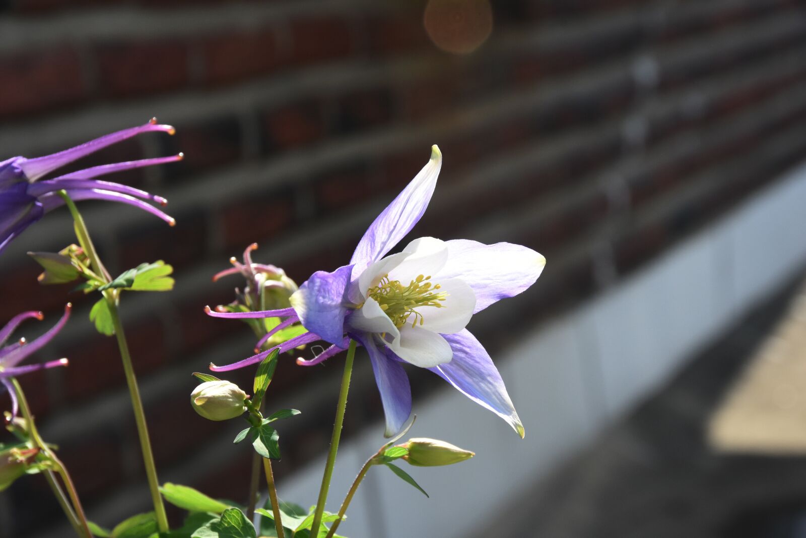 Nikon D7200 sample photo. Purple, flowers, blossom photography
