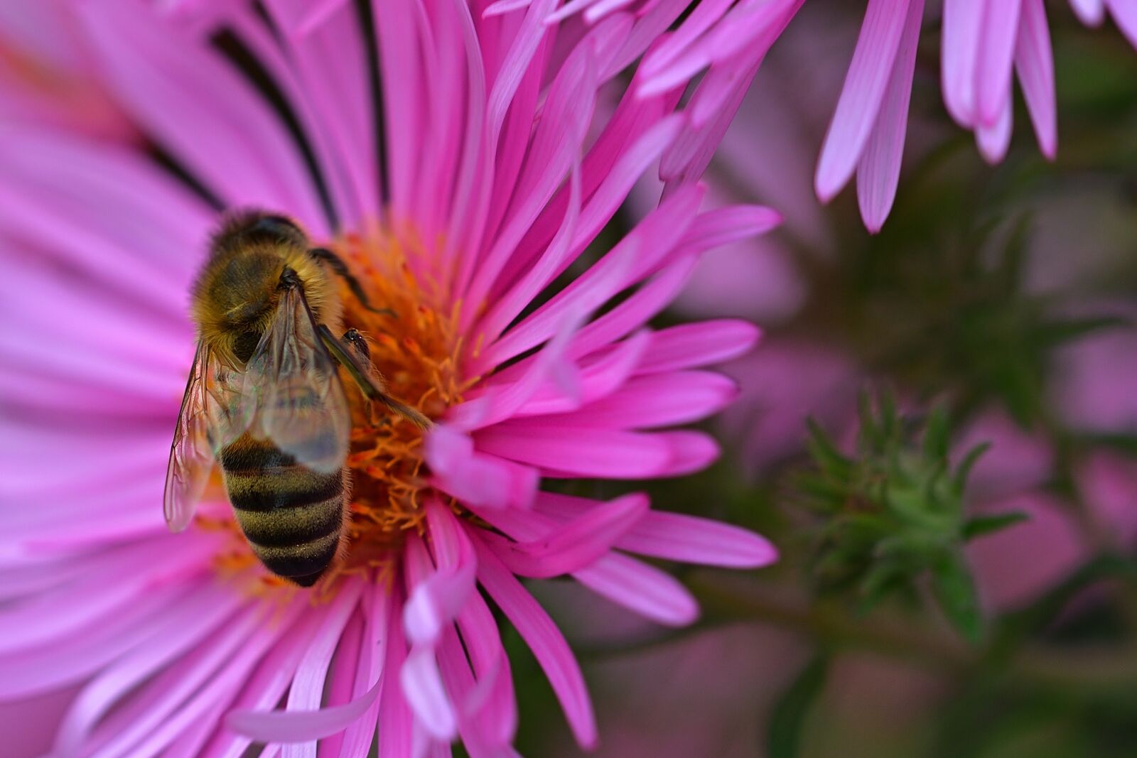 Nikon D5200 sample photo. Nature, herbstaster, garden photography