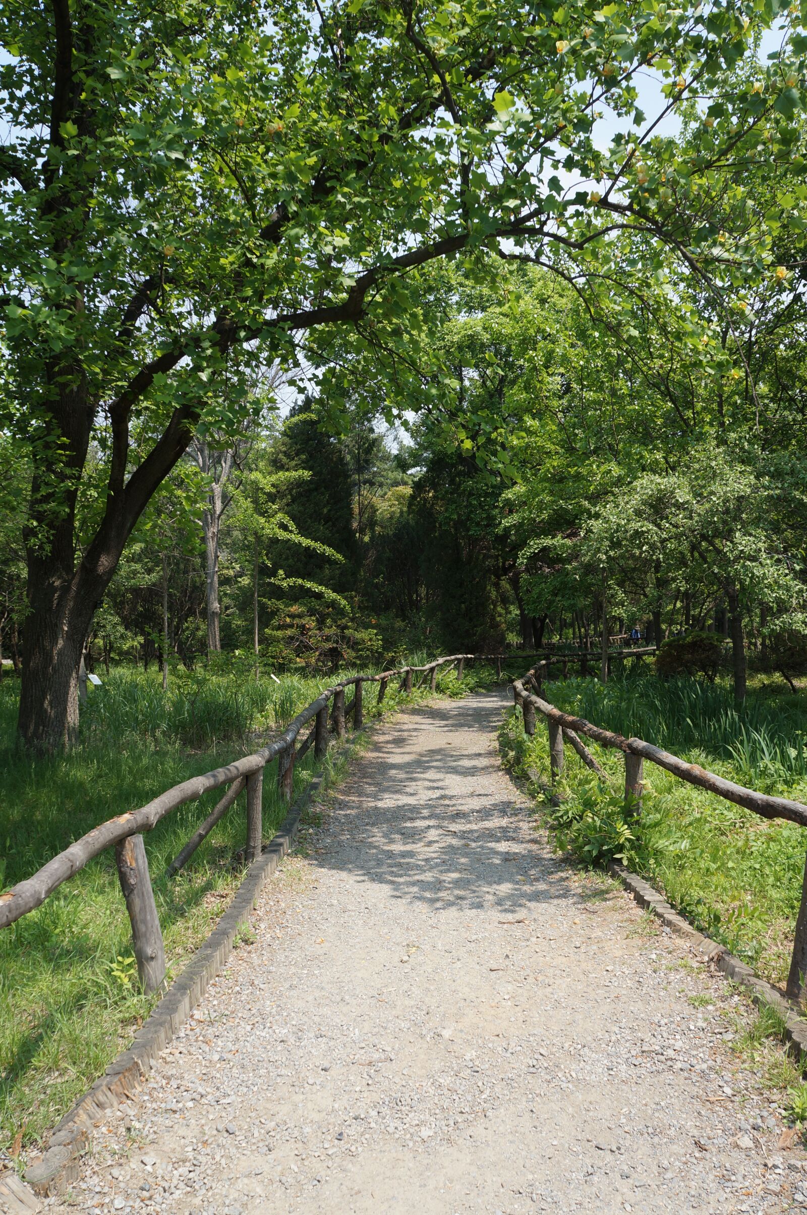 Sony Alpha NEX-5N sample photo. Wood, the dirt road photography