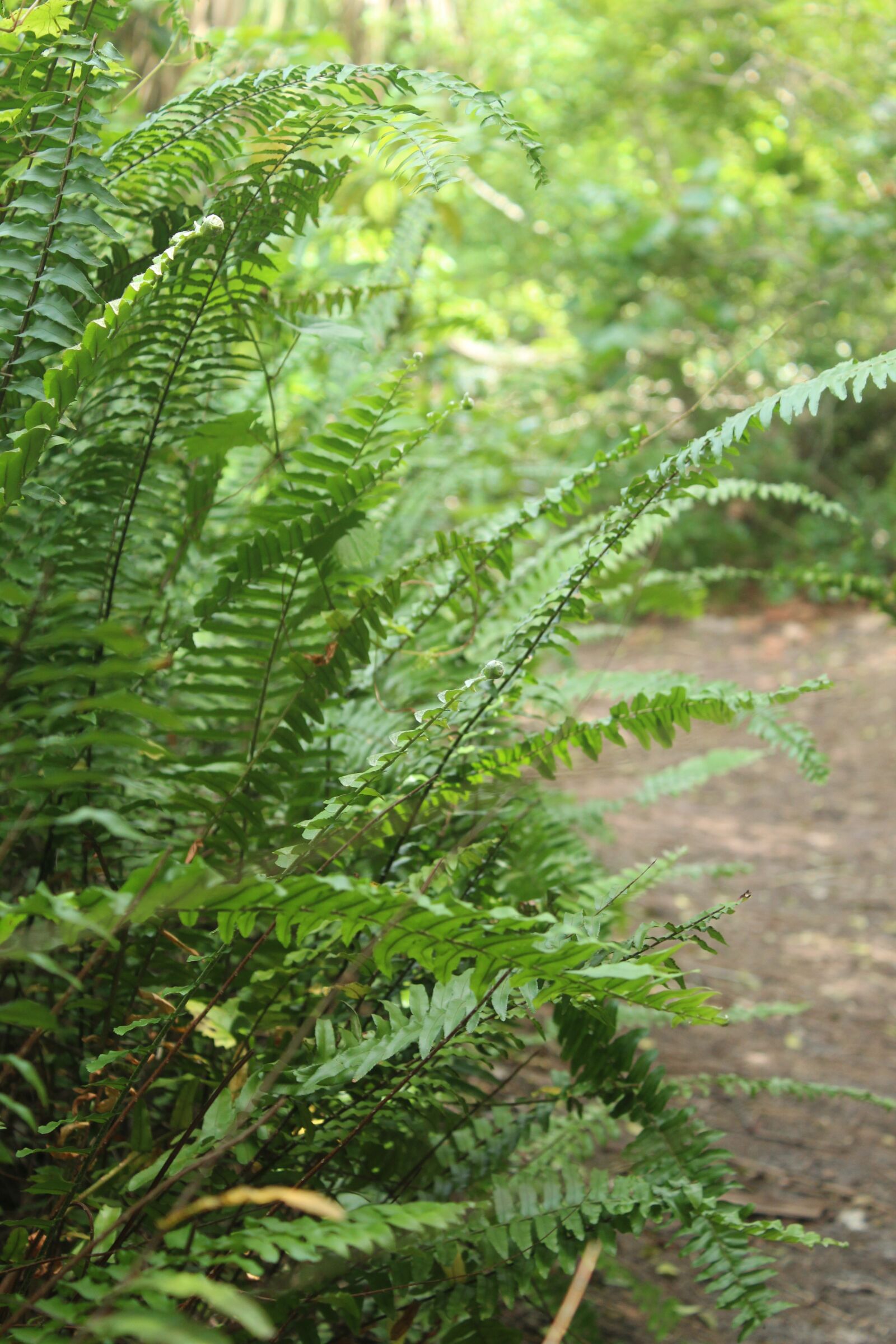 Canon EOS 1300D (EOS Rebel T6 / EOS Kiss X80) sample photo. Fern, nature, green photography