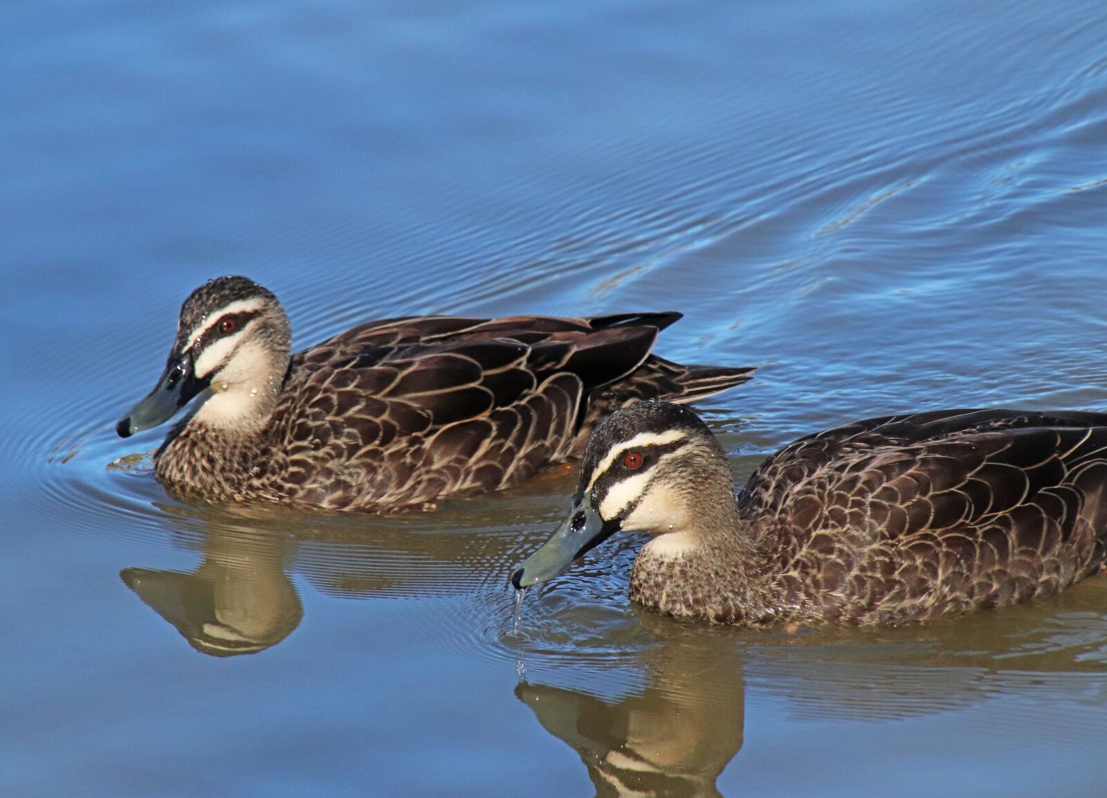 Canon EOS 800D (EOS Rebel T7i / EOS Kiss X9i) sample photo. Ducks, birds, poultry photography