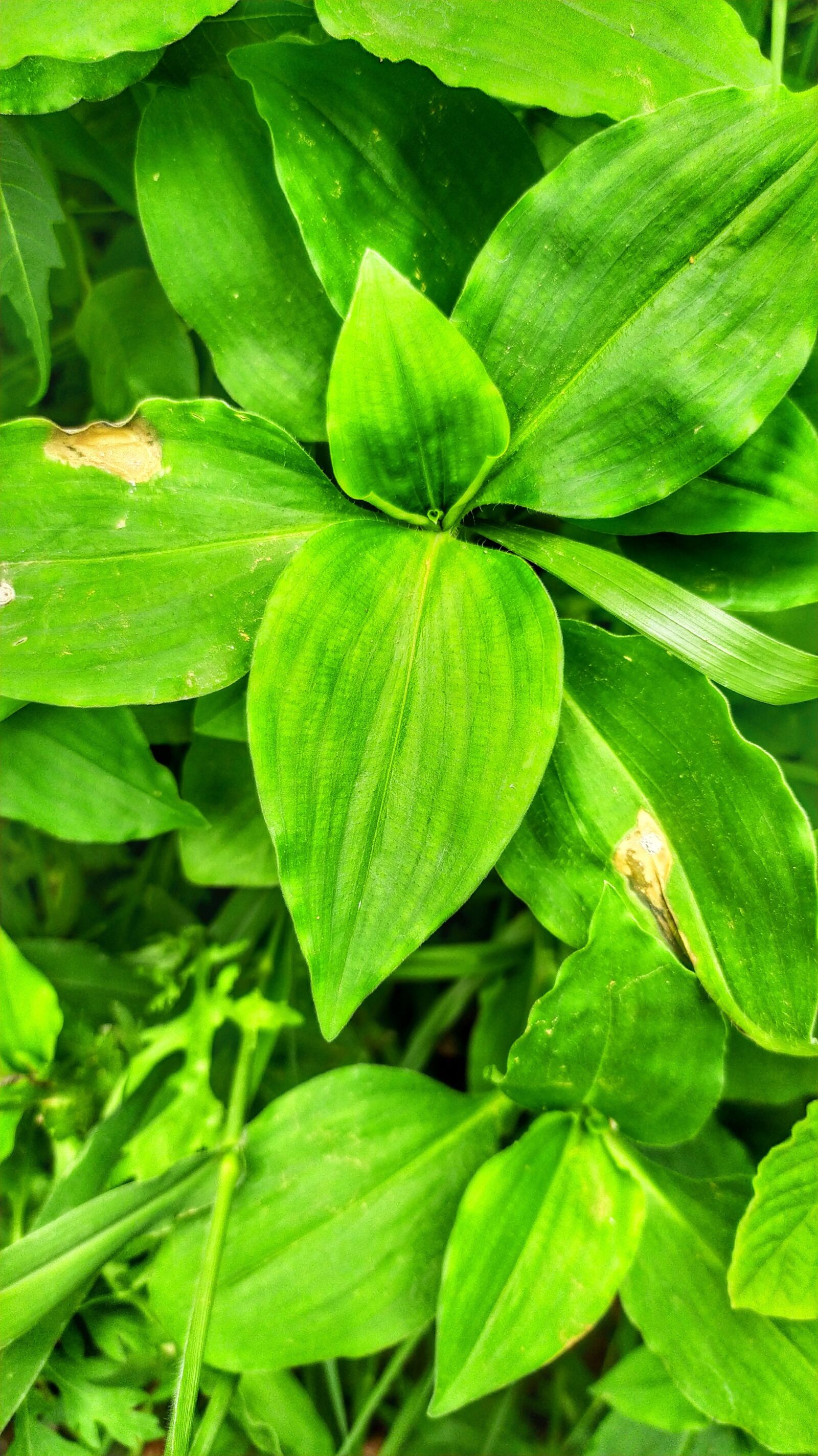 Xiaomi Redmi Note 8 sample photo. Green leaves, nature, grass photography