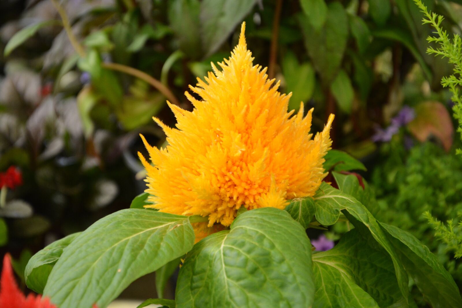 Nikon D5200 sample photo. Plant c losia, yellow photography