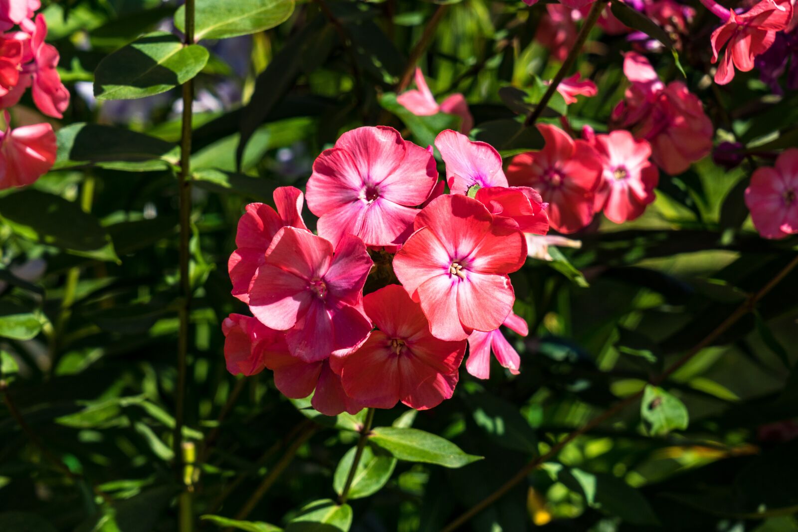 Sony a6300 + Sony Vario Tessar T* FE 24-70mm F4 ZA OSS sample photo. Phlox, flower, flower garden photography