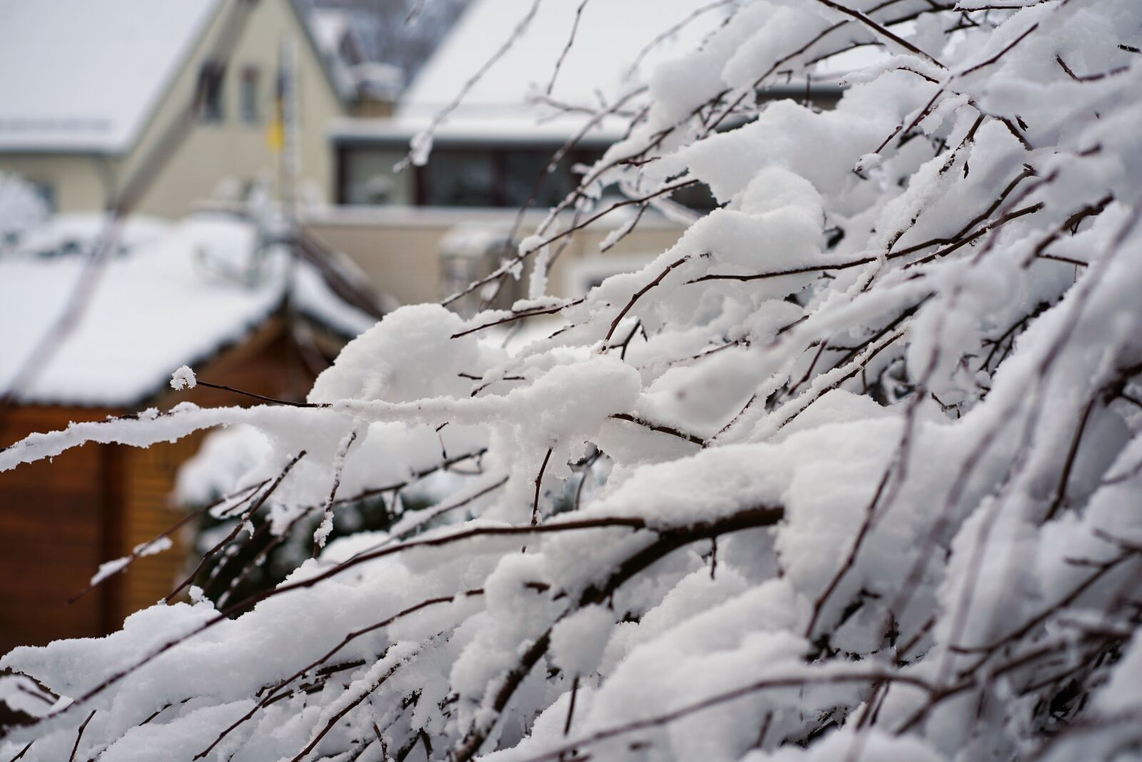 Sony a7 II + Sony FE 85mm F1.8 sample photo. Winter, snow, tree photography