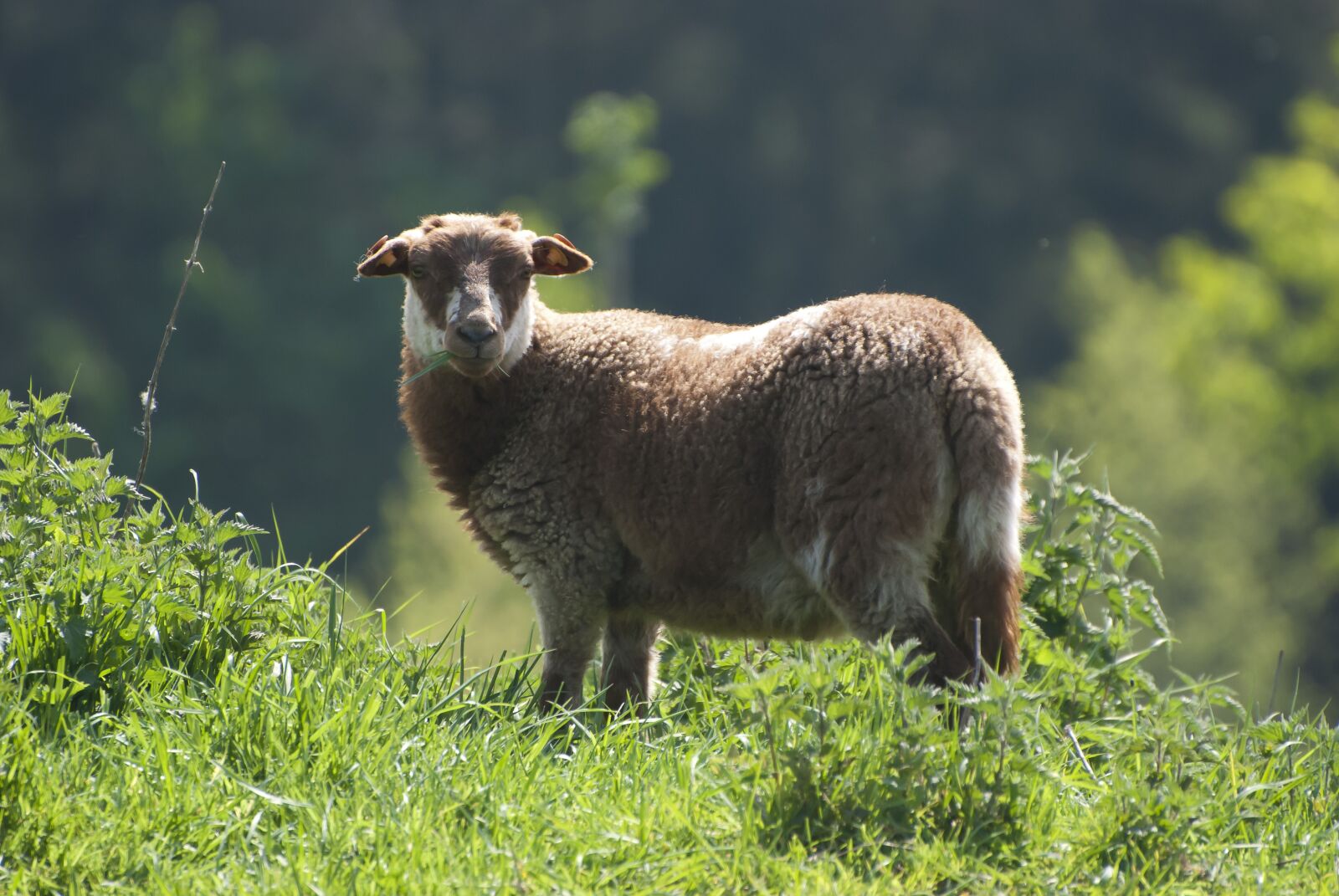 Nikon D80 sample photo. Sheep, animal, grazing photography