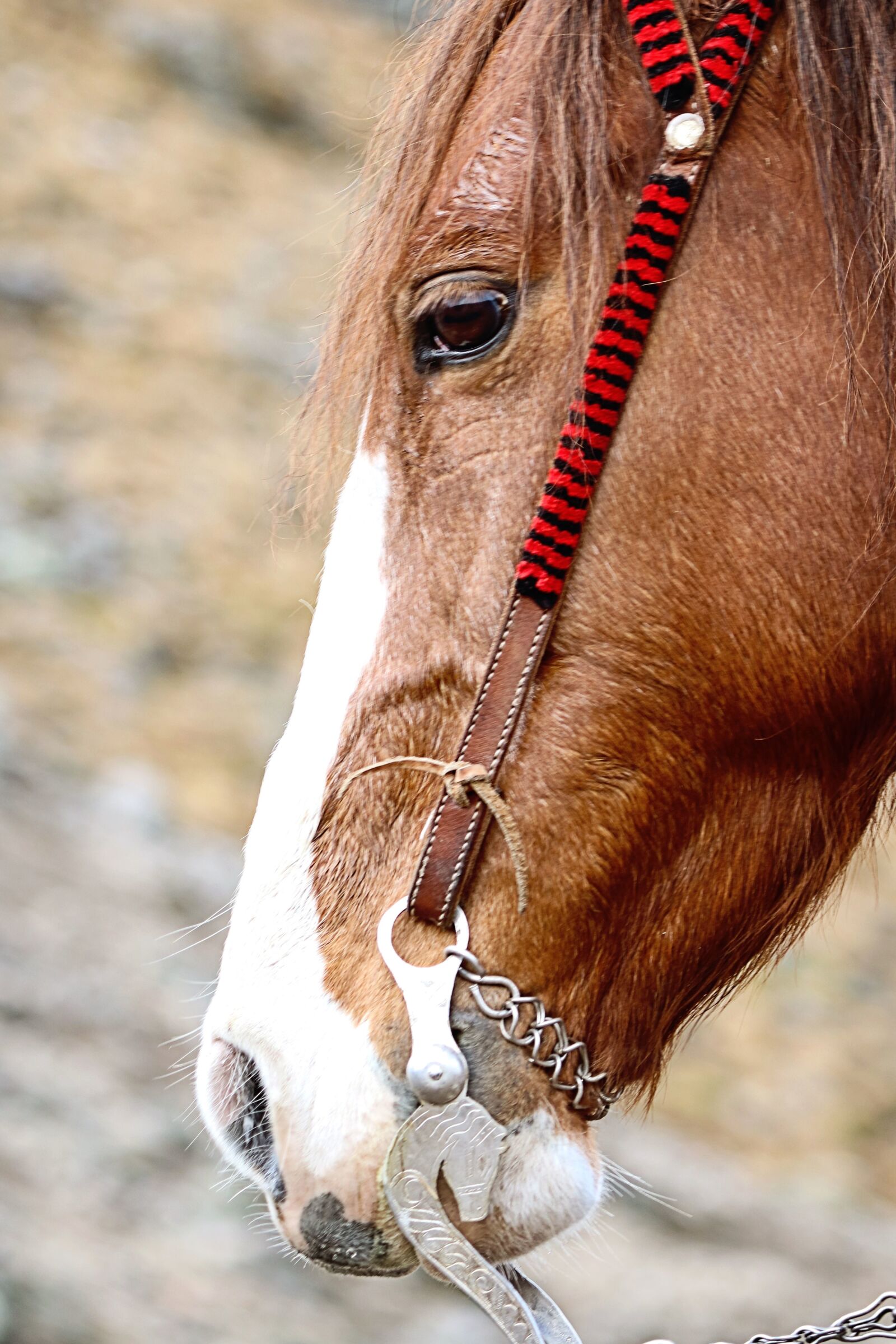 Canon EOS 760D (EOS Rebel T6s / EOS 8000D) sample photo. Horse, animal, head, eye photography