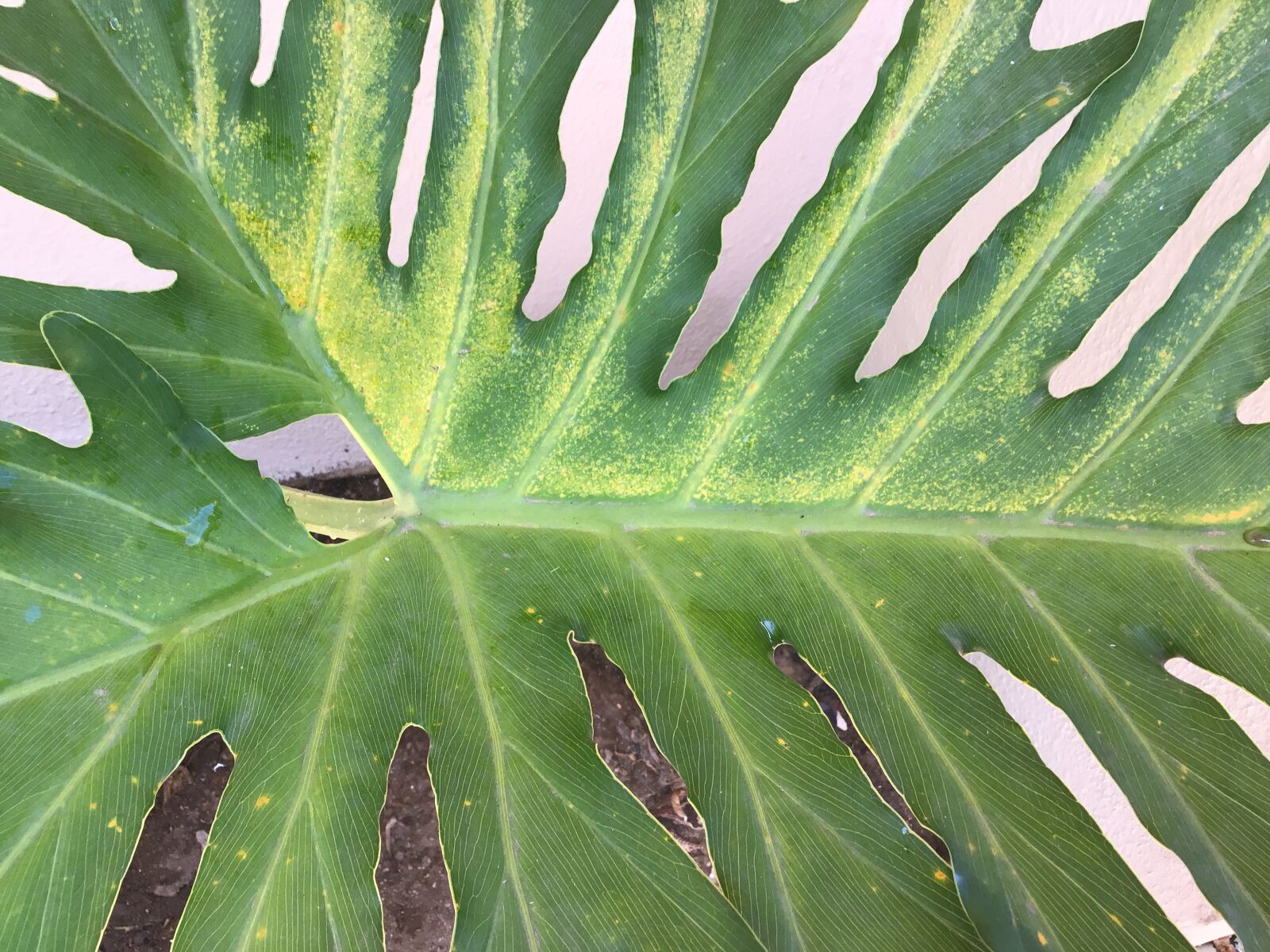 Apple iPad (6th generation) sample photo. Leaf, green, forest photography