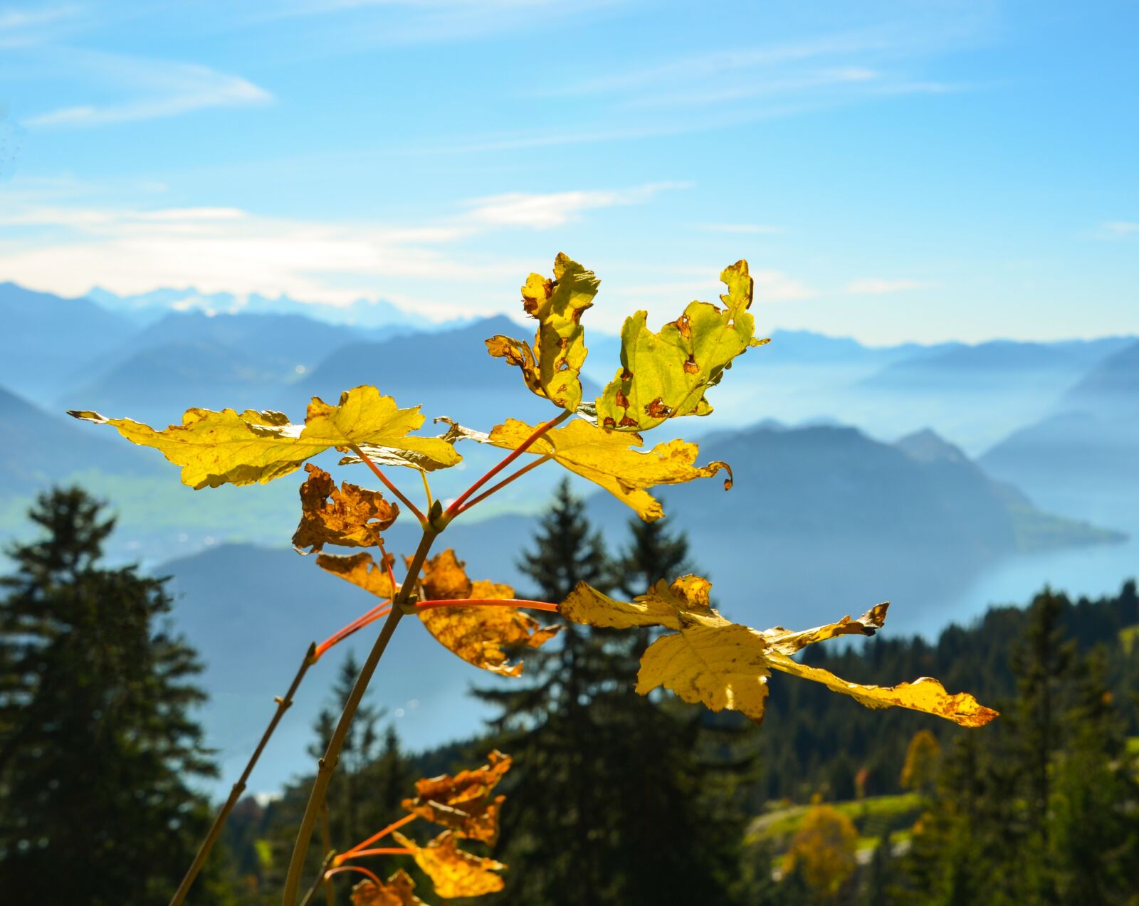 Nikon D7000 sample photo. Autumn, leaves, pilatus photography