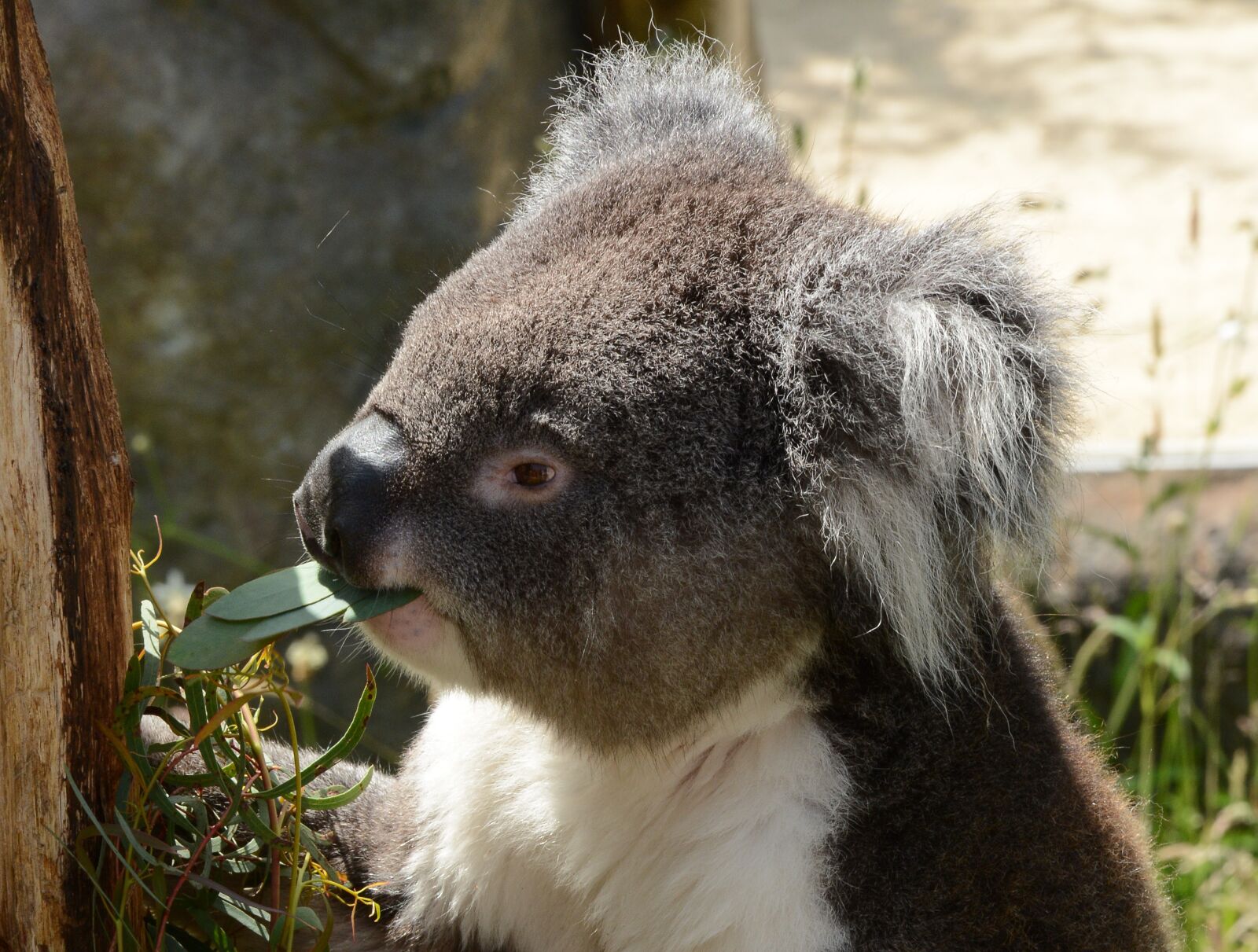 Nikon D7100 sample photo. Koala bear, eating, animal photography