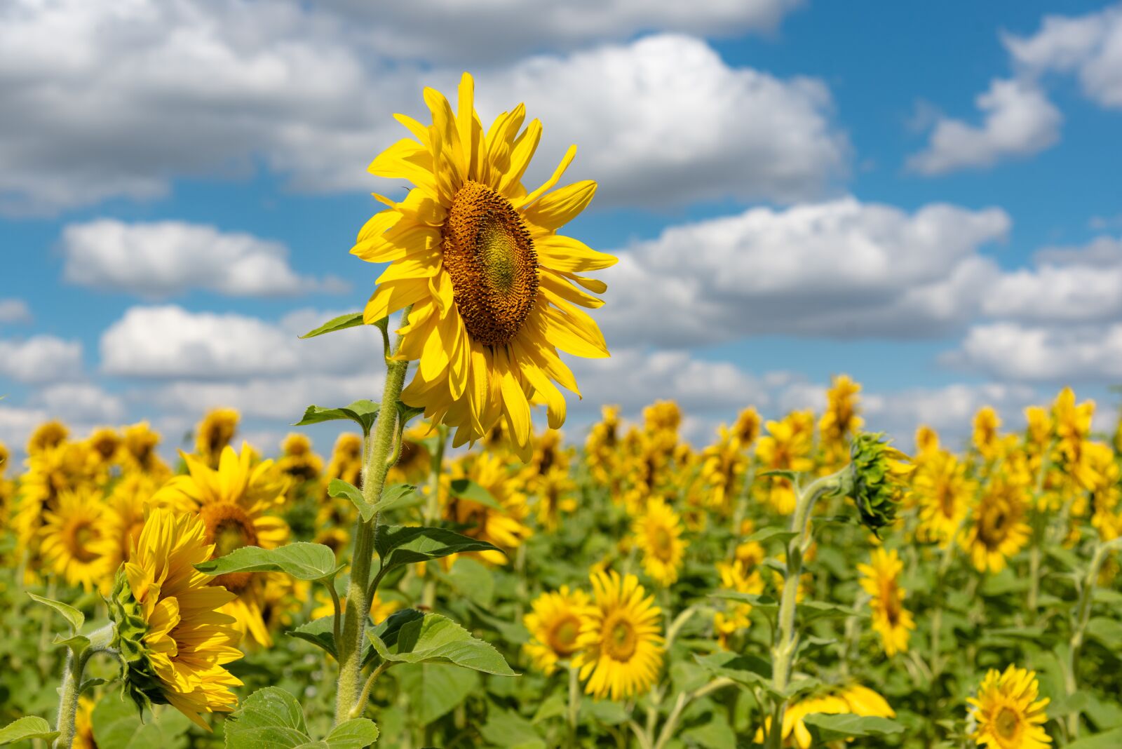 Nikon D750 sample photo. Sunflowers, sunflower field, sunflower photography