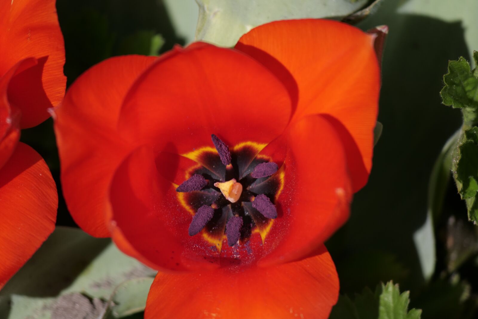 Panasonic Lumix DC-G9 sample photo. Flower, plant, nature photography