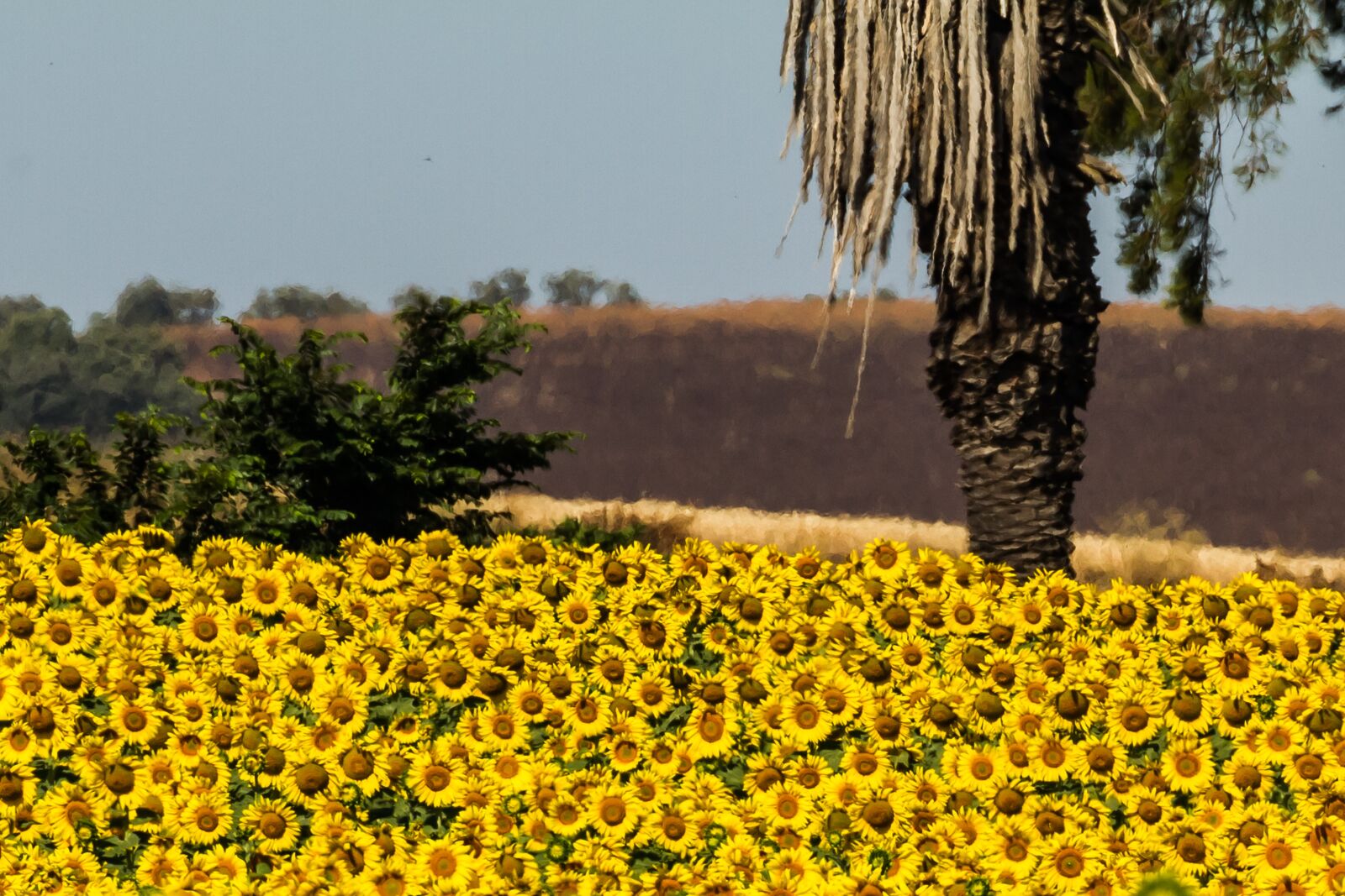 Canon EOS 7D sample photo. Spain, sunflowers, summer photography