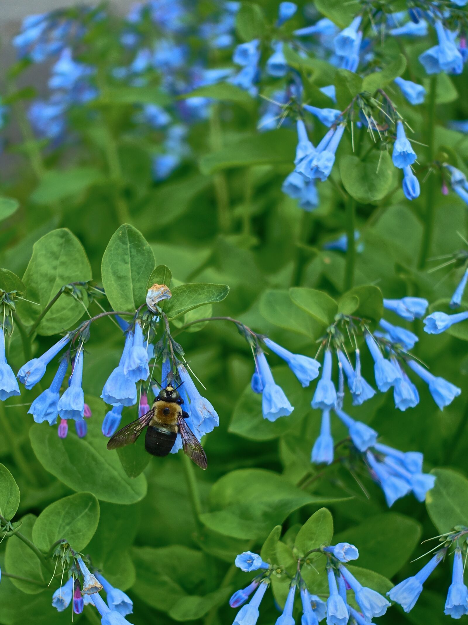 Sony Cyber-shot DSC-RX100 III sample photo. Chafer, insects, bluebell photography