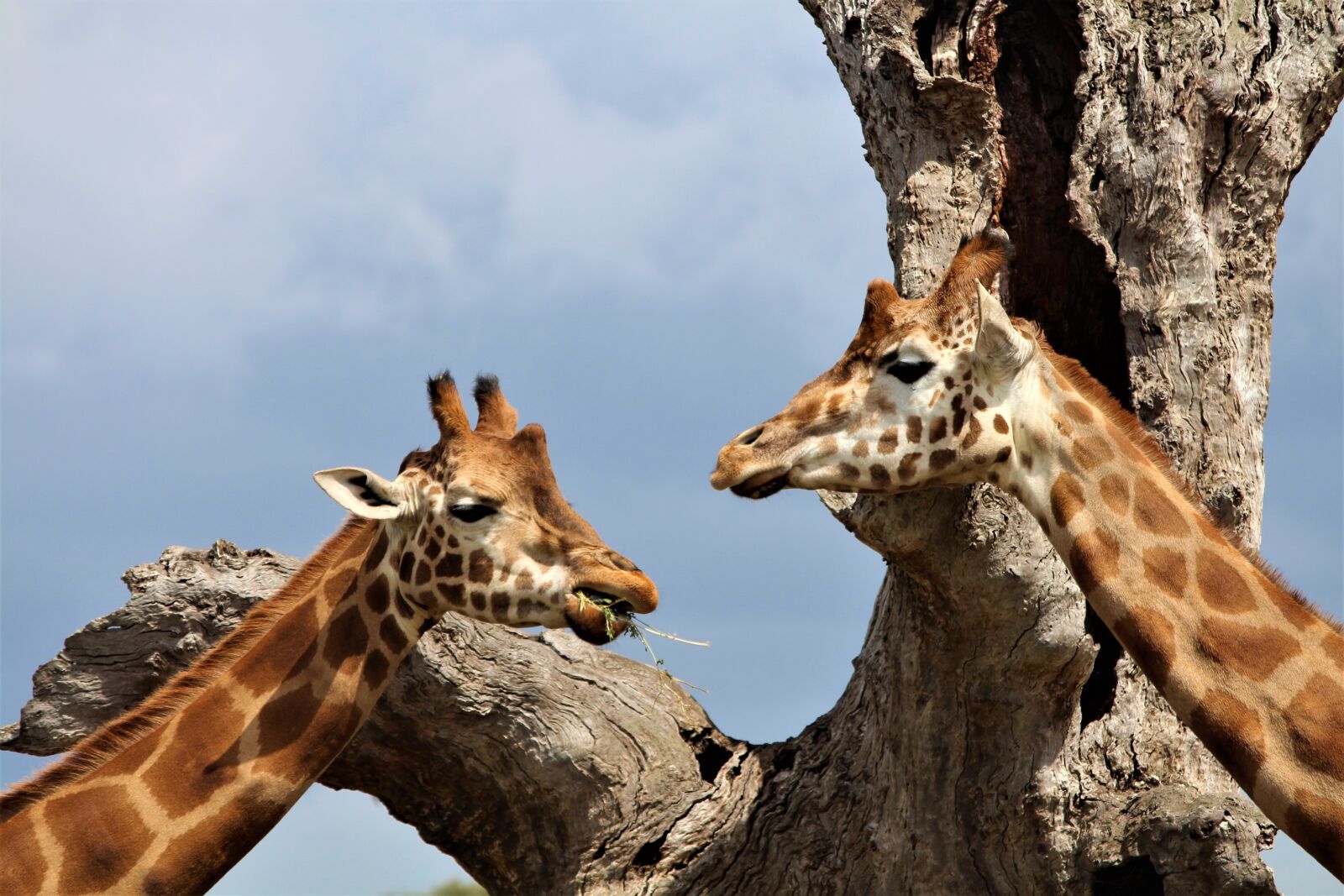 Canon EOS 700D (EOS Rebel T5i / EOS Kiss X7i) sample photo. Giraffe, zoo, animal photography