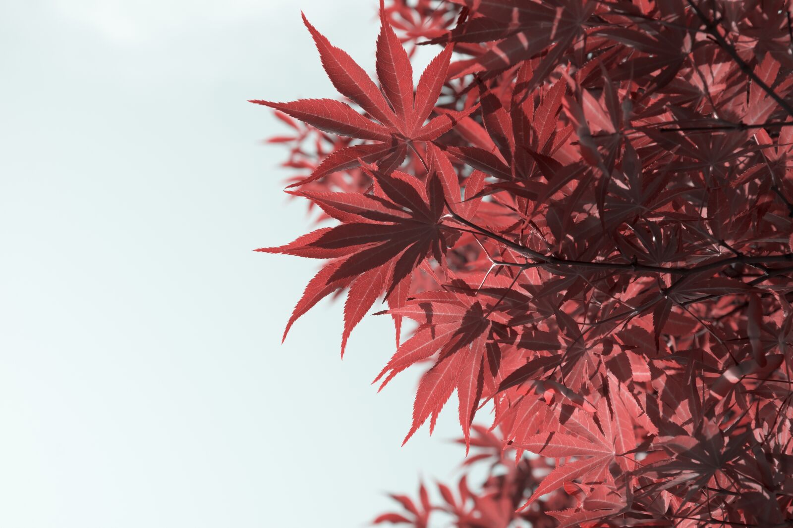 Nikon D5300 sample photo. Maple, look up, plant photography