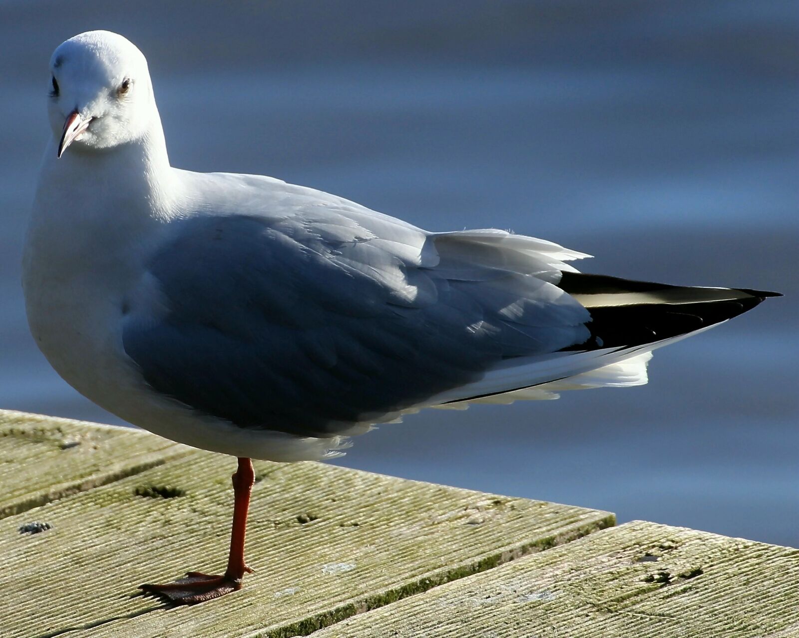 Canon EOS 600D (Rebel EOS T3i / EOS Kiss X5) sample photo. Black headed gull, bird photography