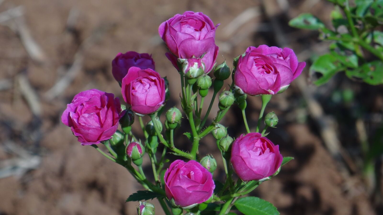 Sony Cyber-shot DSC-HX100V sample photo. Rose, flower, garden photography