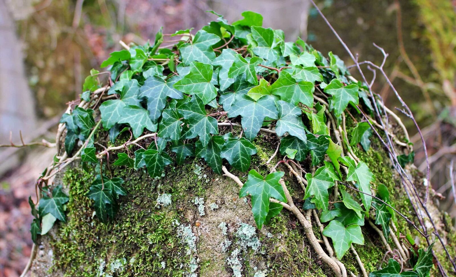Canon EOS 550D (EOS Rebel T2i / EOS Kiss X4) sample photo. Ivy, tree, nature, leaf photography