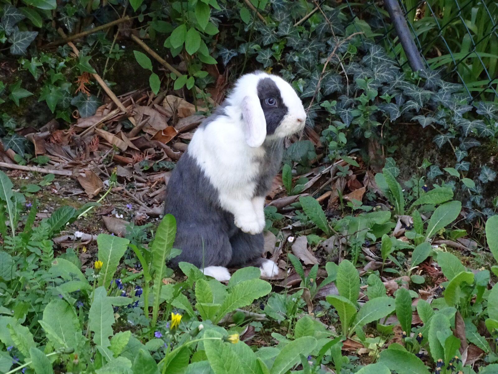 Sony Cyber-shot DSC-HX350 sample photo. Dwarf aries, hare, long photography