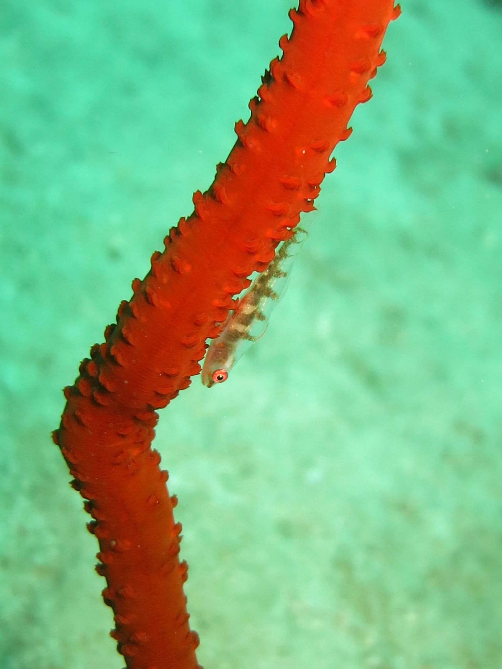 Canon PowerShot S110 sample photo. Clingfish, whip coral, coral photography