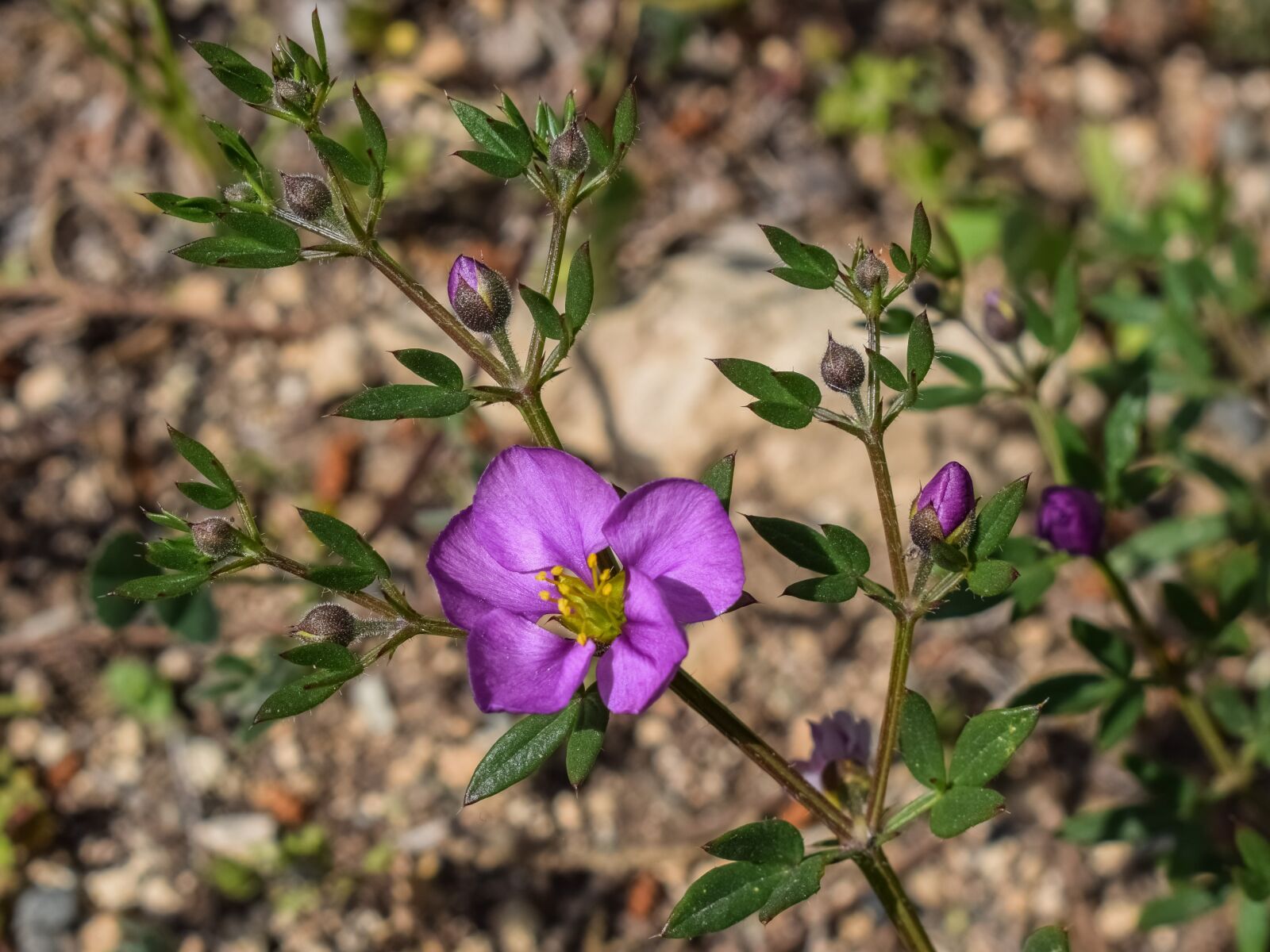 Nikon D3300 sample photo. Wild flower, purple, plant photography
