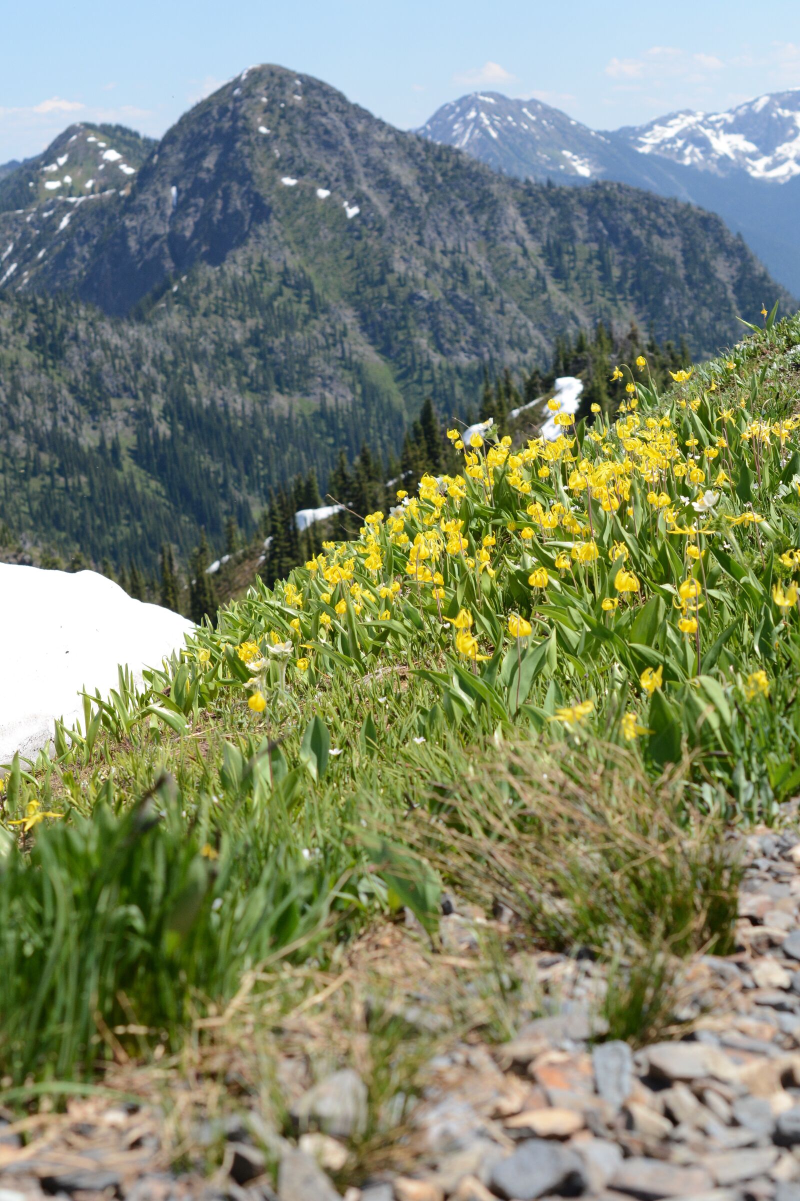 Nikon D7100 sample photo. Easter lilies, easter lily photography