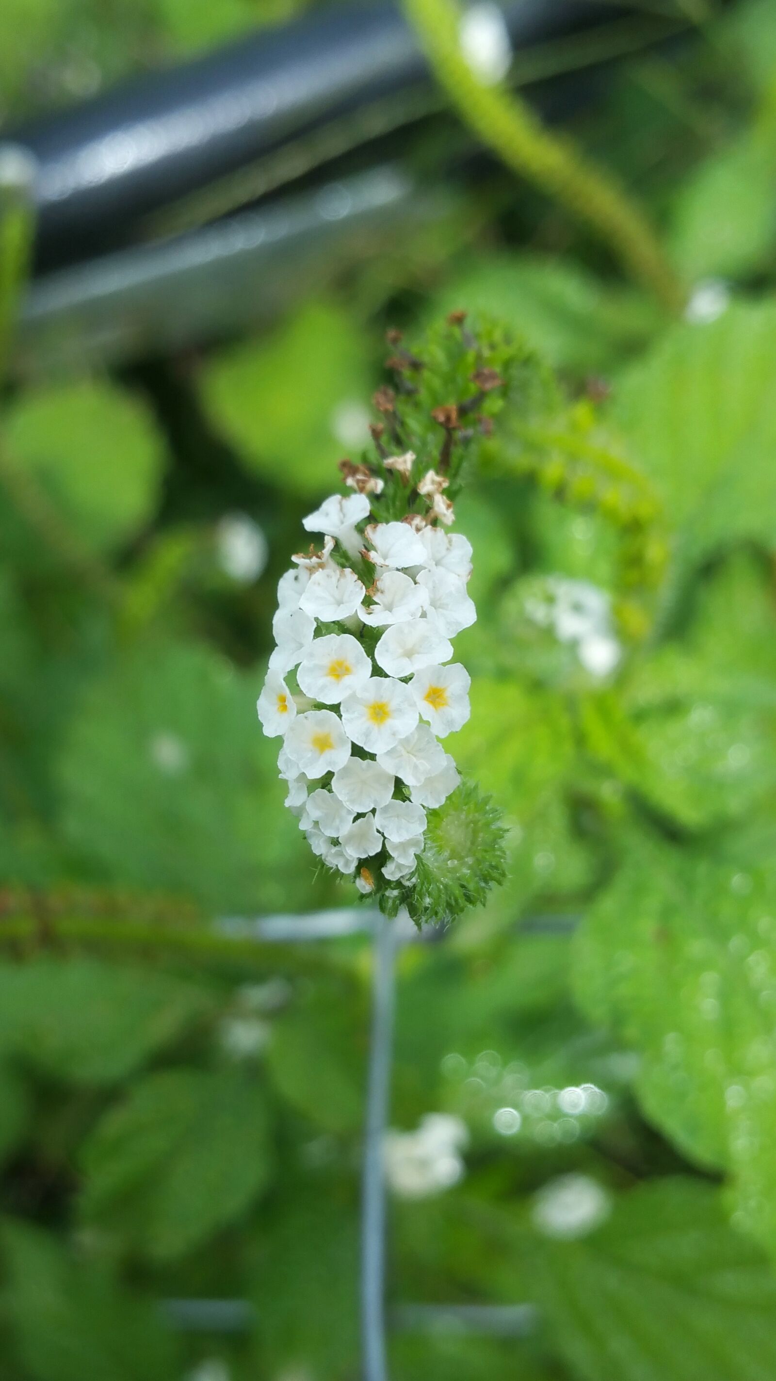 Samsung Galaxy Note4 sample photo. Flower, white, tiny photography