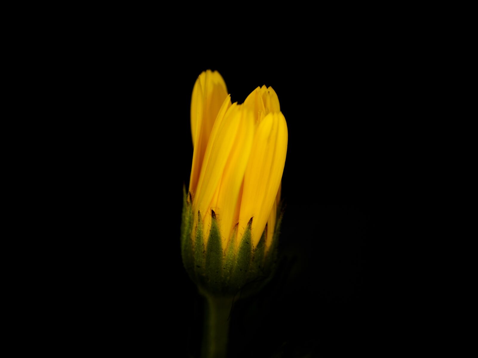 Olympus E-620 (EVOLT E-620) sample photo. Flower, yellow, closeup photography