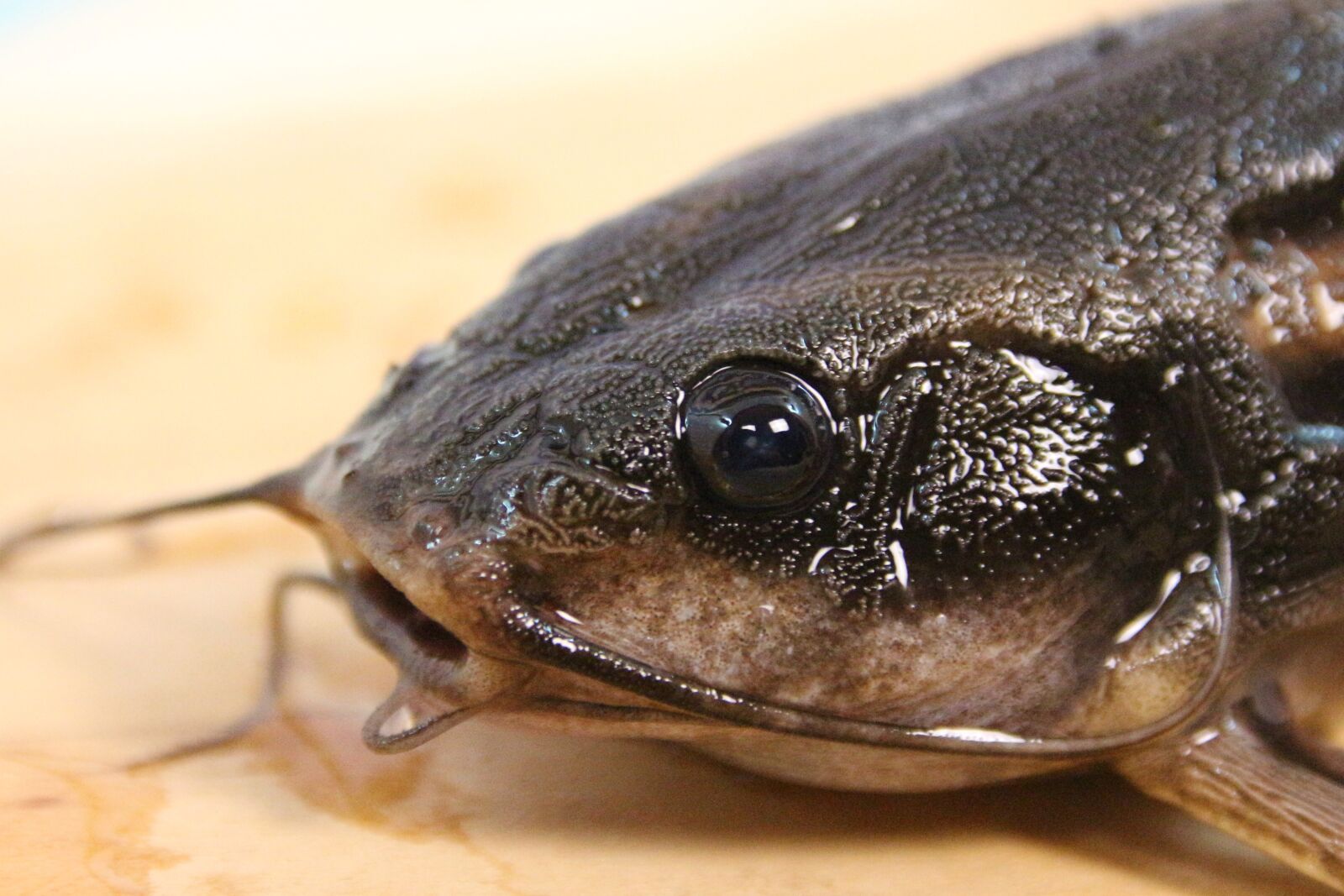 Canon EOS 700D (EOS Rebel T5i / EOS Kiss X7i) sample photo. Line of thorny catfish photography