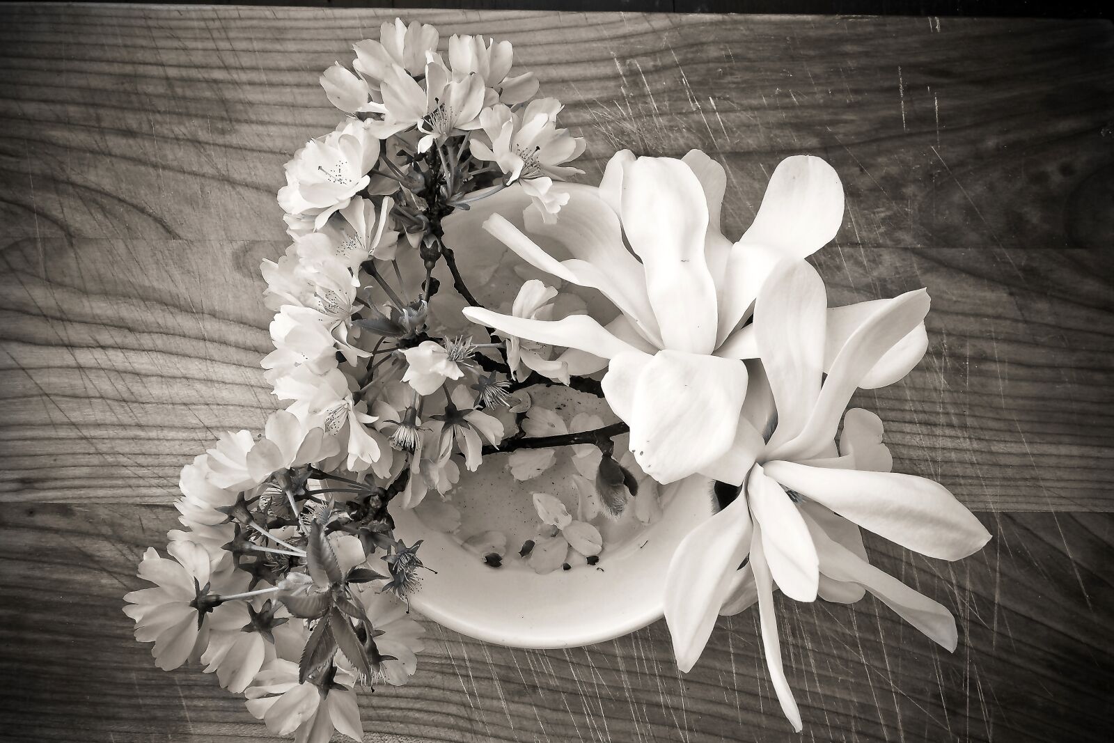 Olympus OM-D E-M10 sample photo. Magnolia, cherry blossom, flower photography