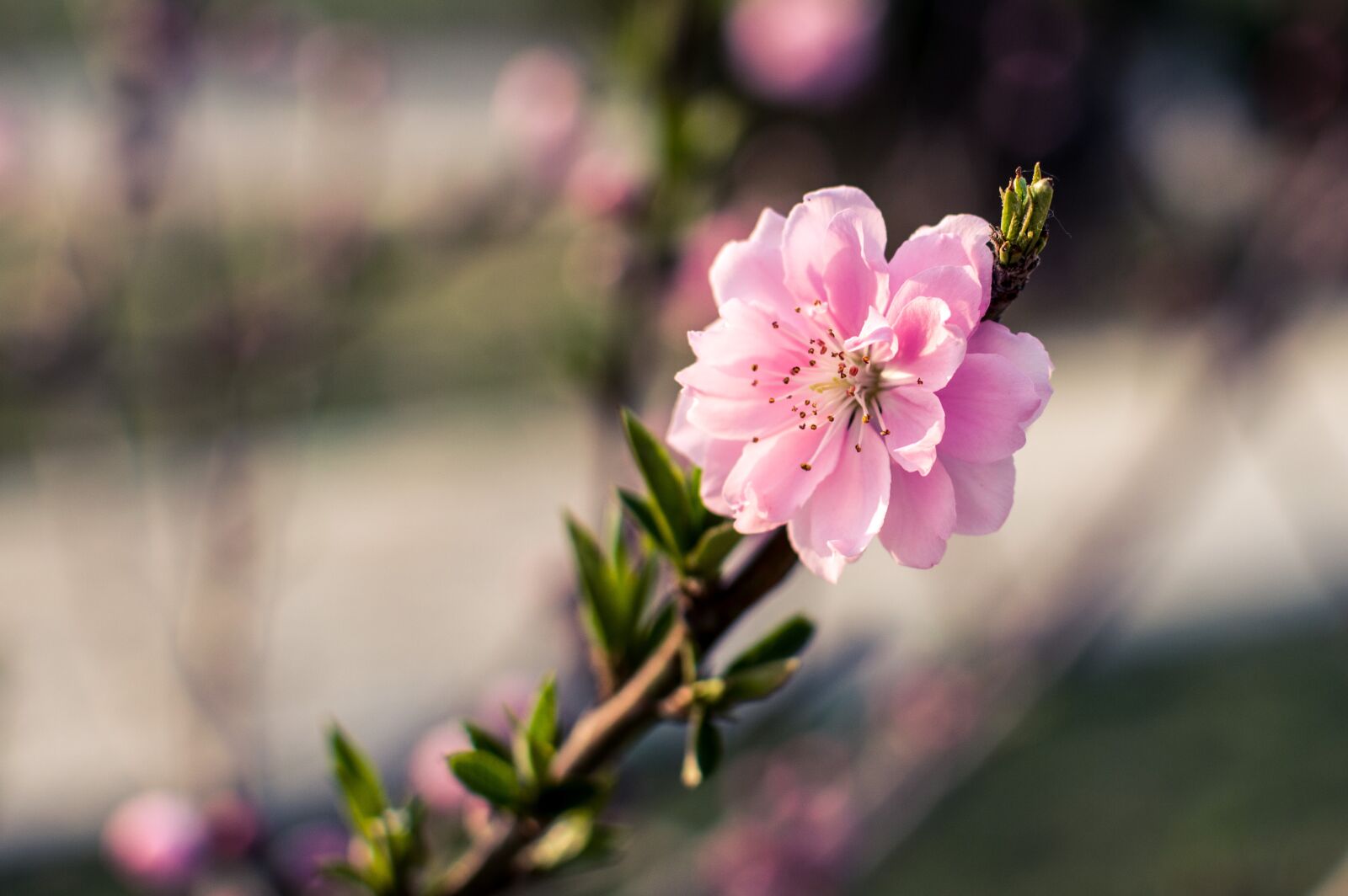 Nikon D3200 sample photo. Flower, nature, plant photography