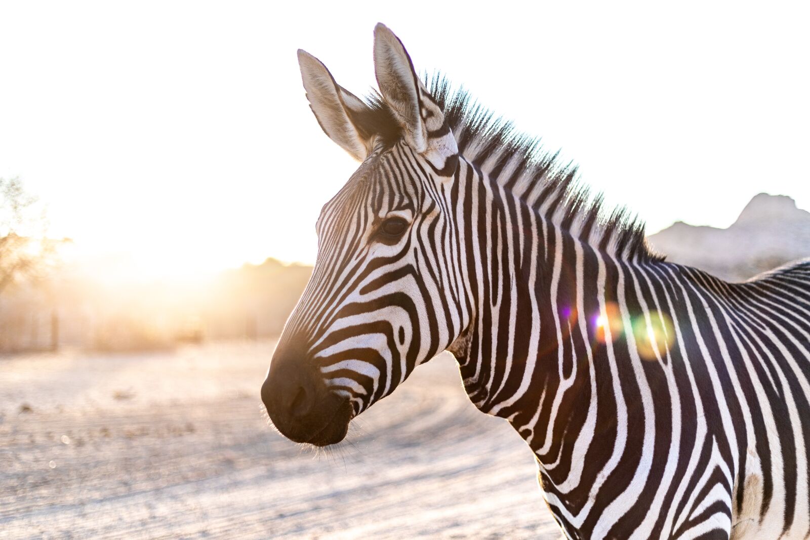 Canon EF 50mm F1.8 STM sample photo. Zebra, head, backlighting photography