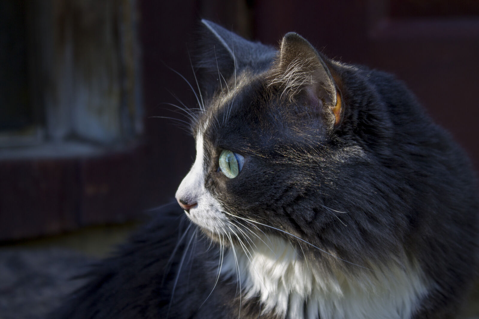 Canon EOS 1100D (EOS Rebel T3 / EOS Kiss X50) sample photo. Cat, cat, close, up photography