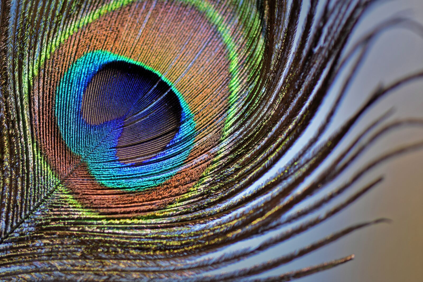 Nikon D7200 sample photo. Peacock feathers, plumage, iridescent photography