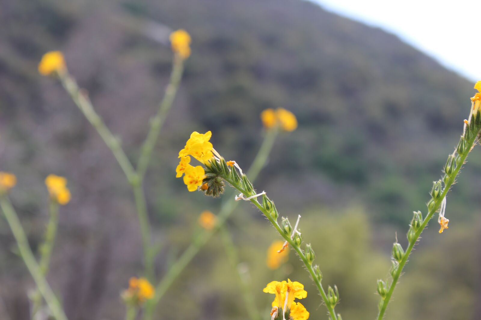 Canon EOS 600D (Rebel EOS T3i / EOS Kiss X5) sample photo. Nature, flower, plant photography