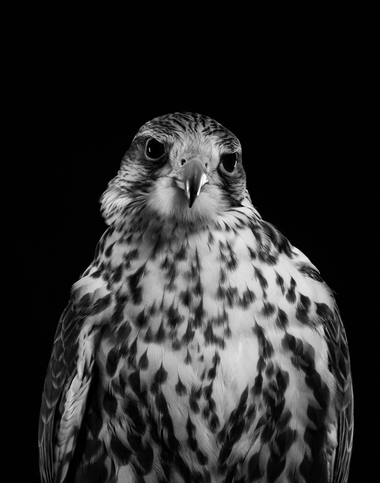 Sony Cyber-shot DSC-RX10 IV sample photo. Owl, bird, animal photography
