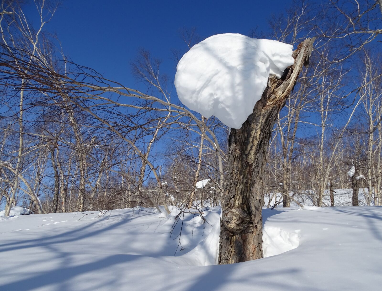 Sony DSC-HX400 sample photo. Forest, snowdrift, snow cap photography