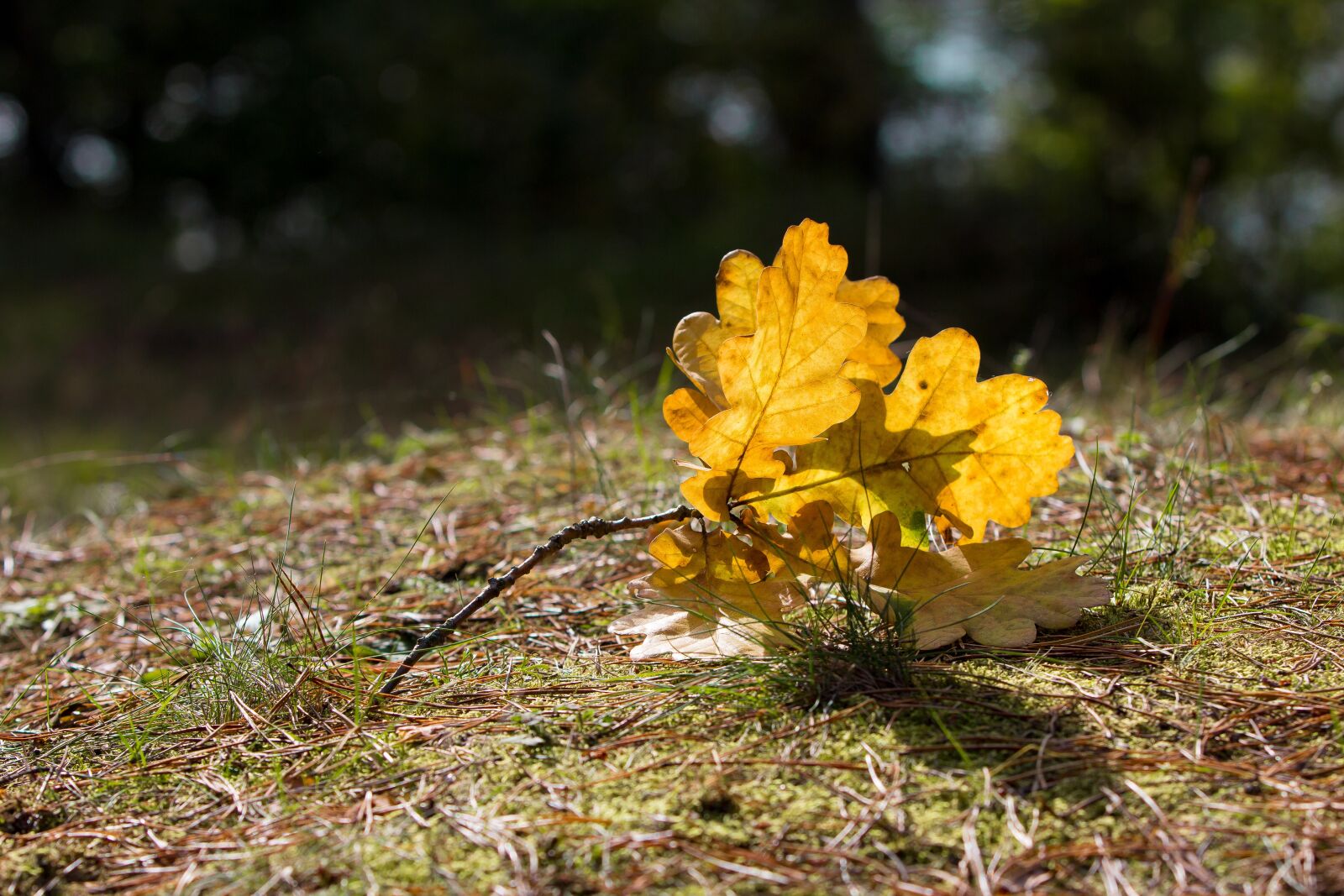 Canon EOS 60D sample photo. Autumn, leaves, oak photography